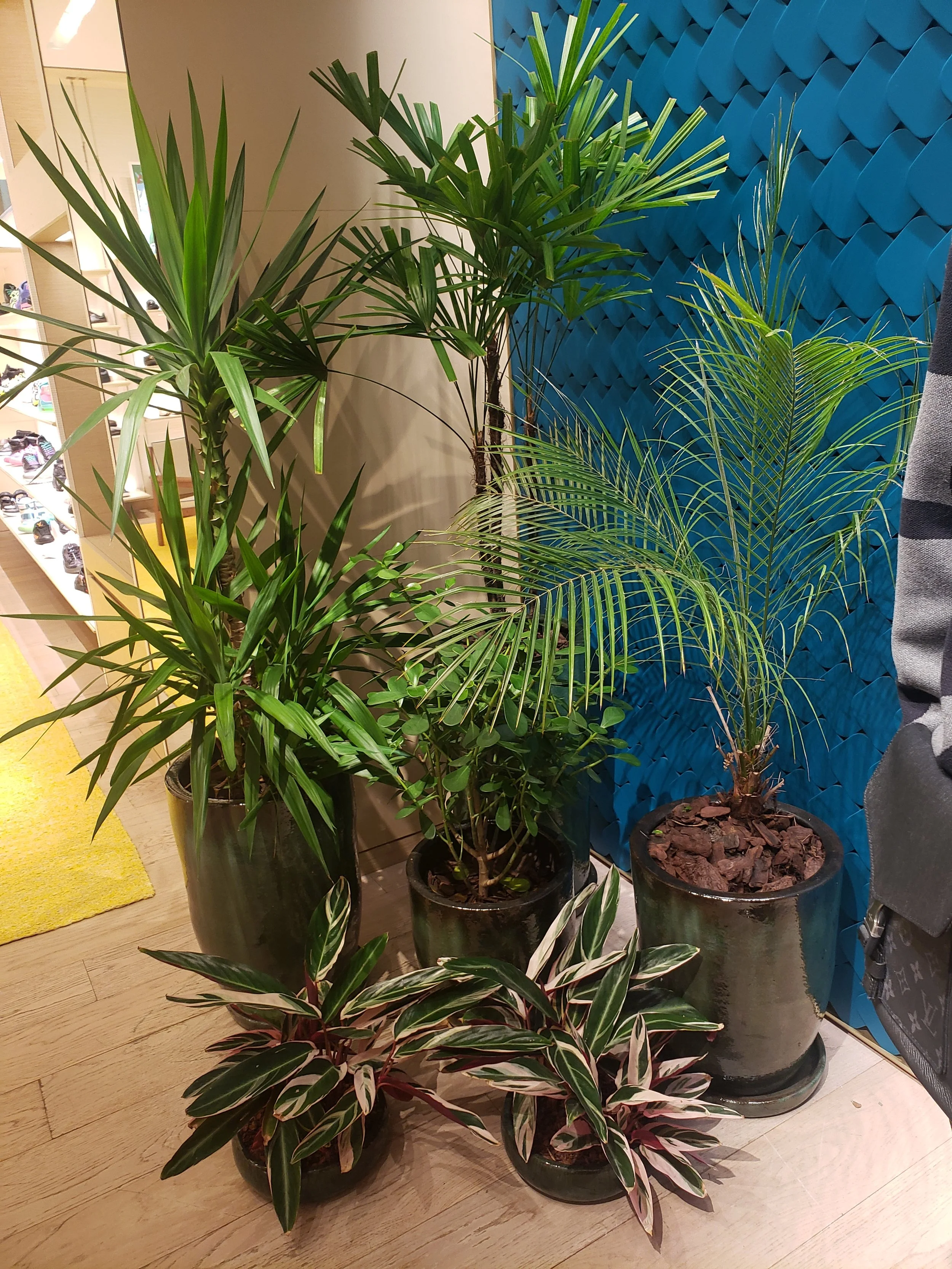 quatro vasos com plantas diferentes junto a uma parede azul decorativa