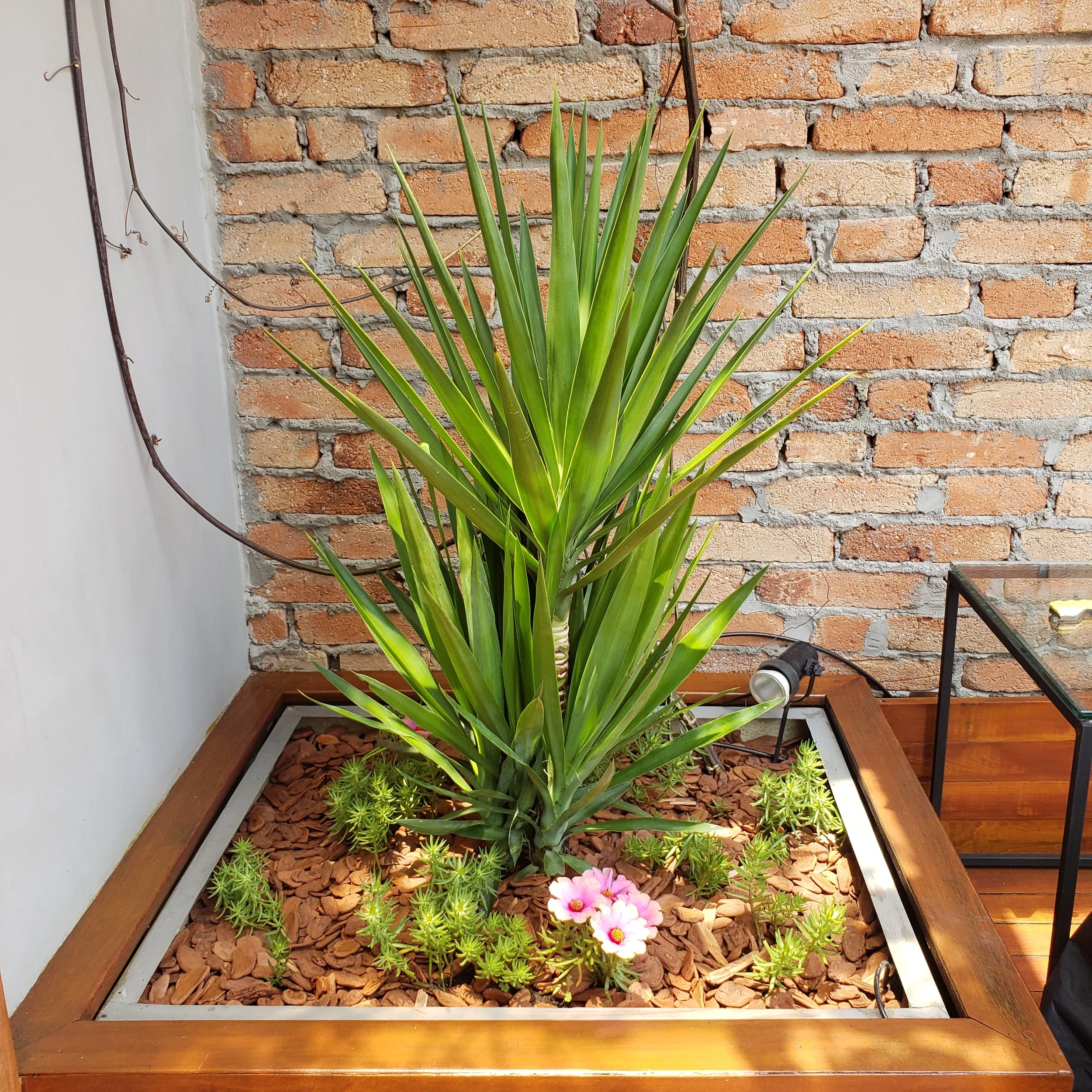 Planta verde com folhas longas e pontiagudas em uma jardineira de madeira com pedras marrons, decorada com flores rosas na frente, contra um muro de tijolos expostos.