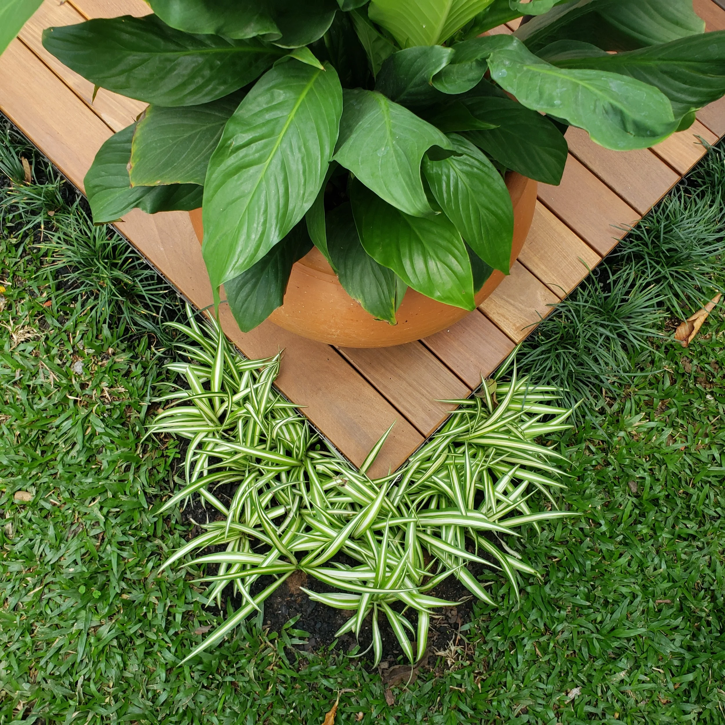 Planta de folhas grandes verdes em um vaso de barro, colocado em uma bancada de madeira, cercada por grama com plantas de folhas finas e altas.