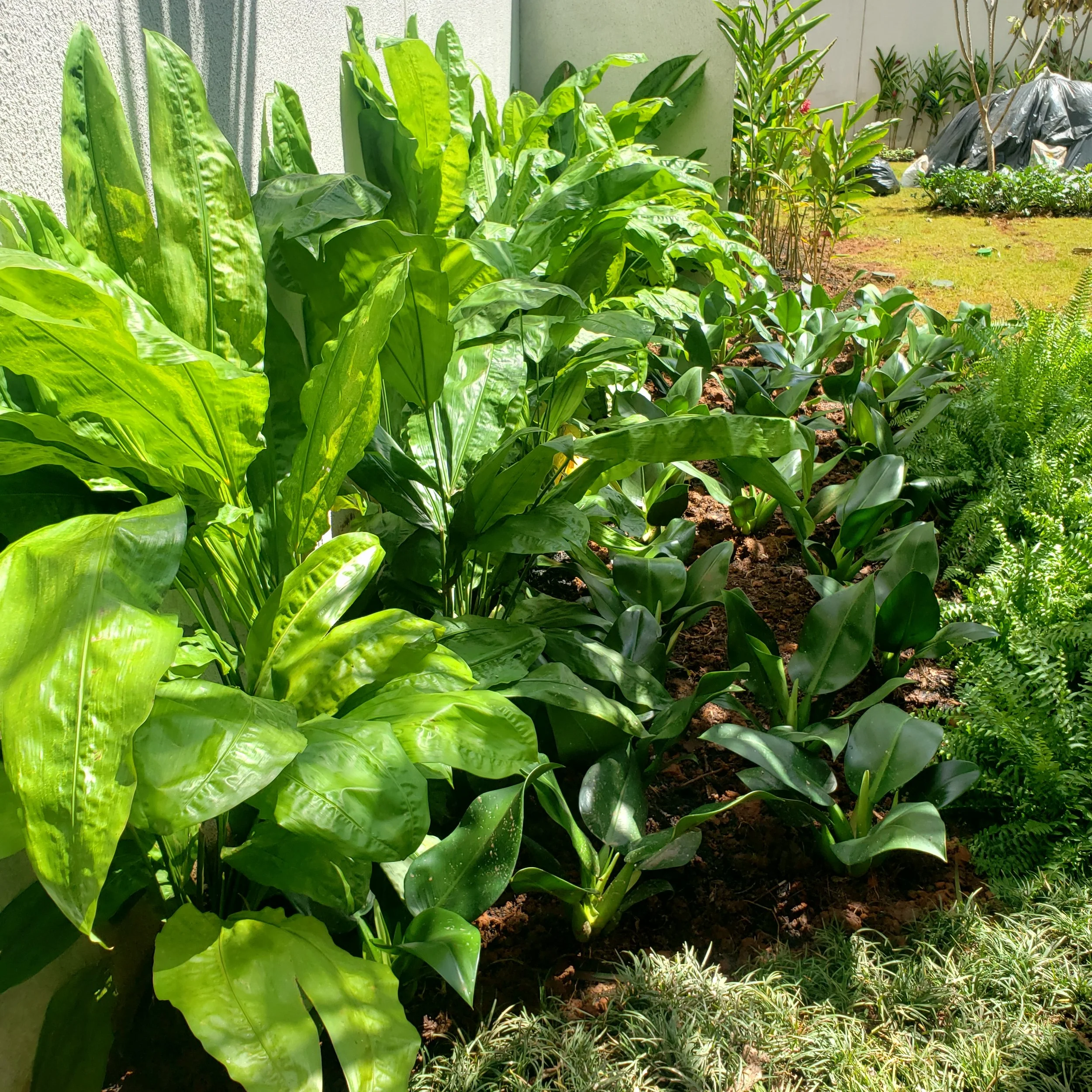Jardinagem com plantas verdes e folhagens de diferentes tamanhos ao sol.