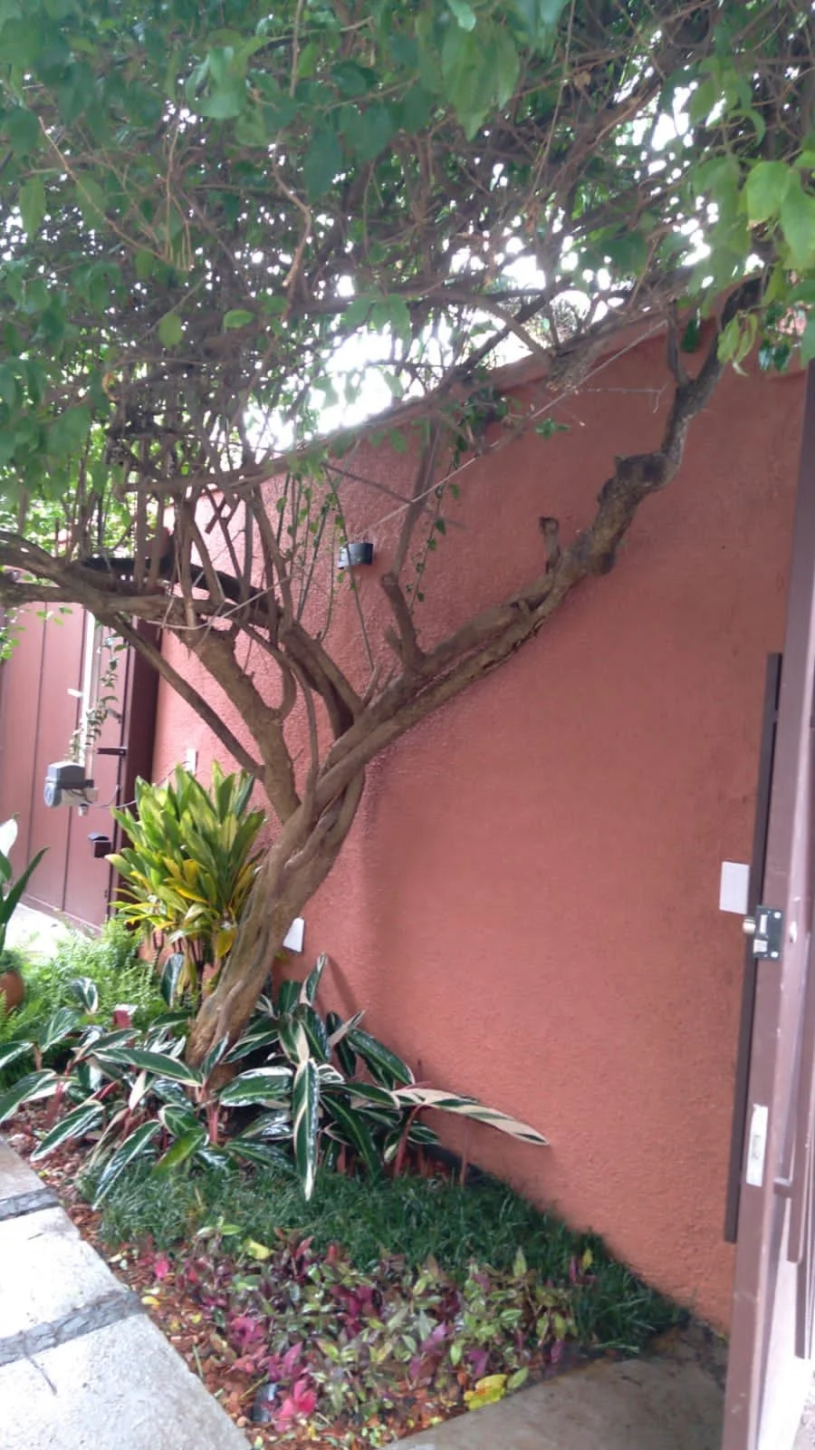 Árvores e plantas ornamentais próximas a uma parede de cor terracota, com iluminação artificial em um jardim externo.