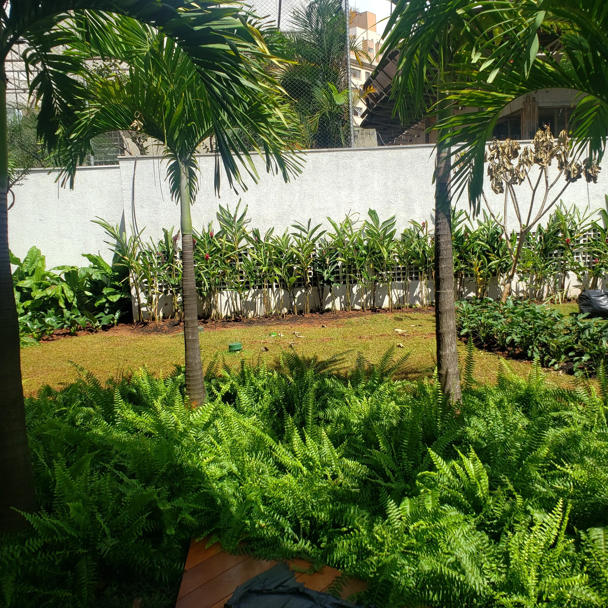 Jardim com gramado, várias plantas, árvores e arbustos sob luz solar.