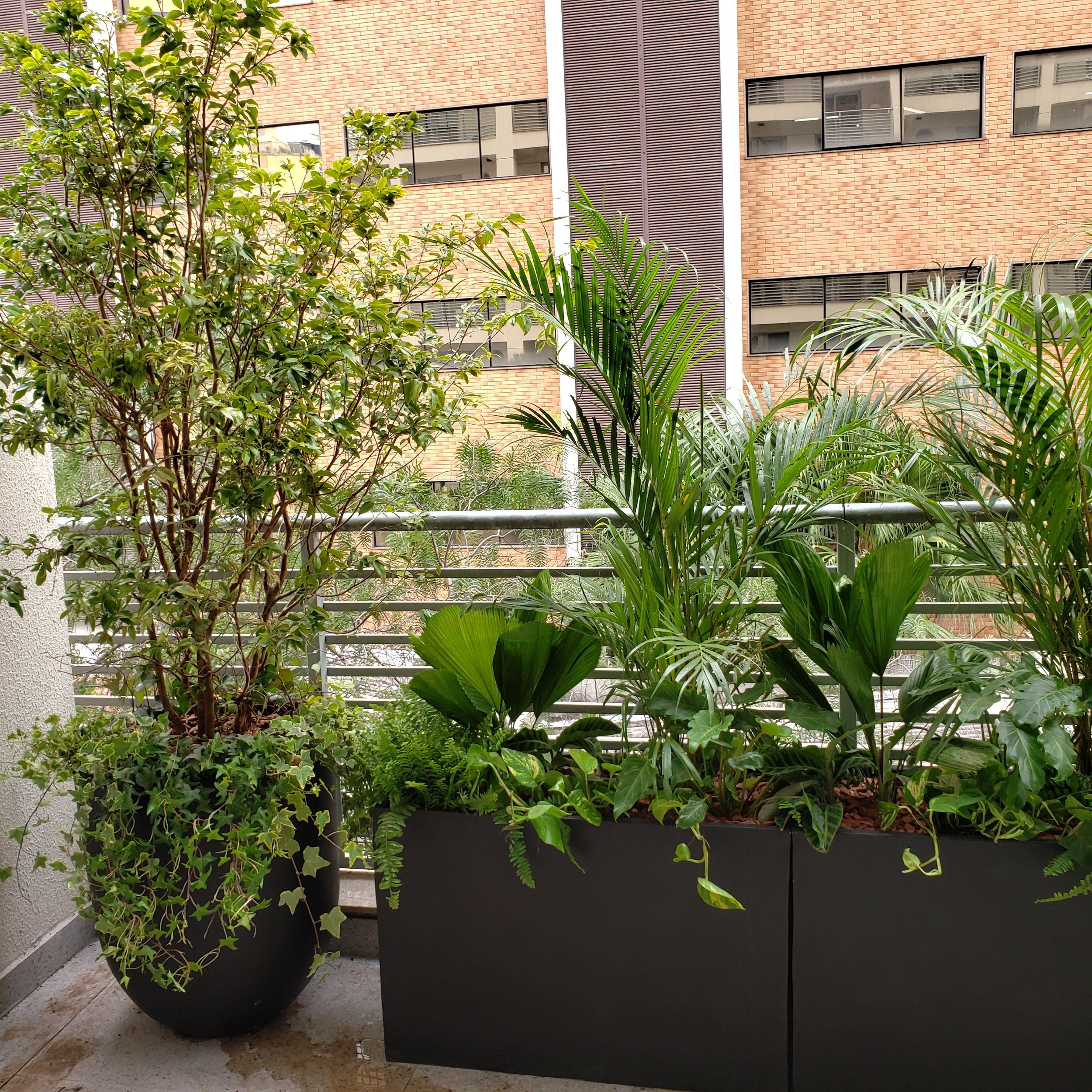 Variedade de plantas verdes em vasos no apartamento, com prédio de tijolos ao fundo.