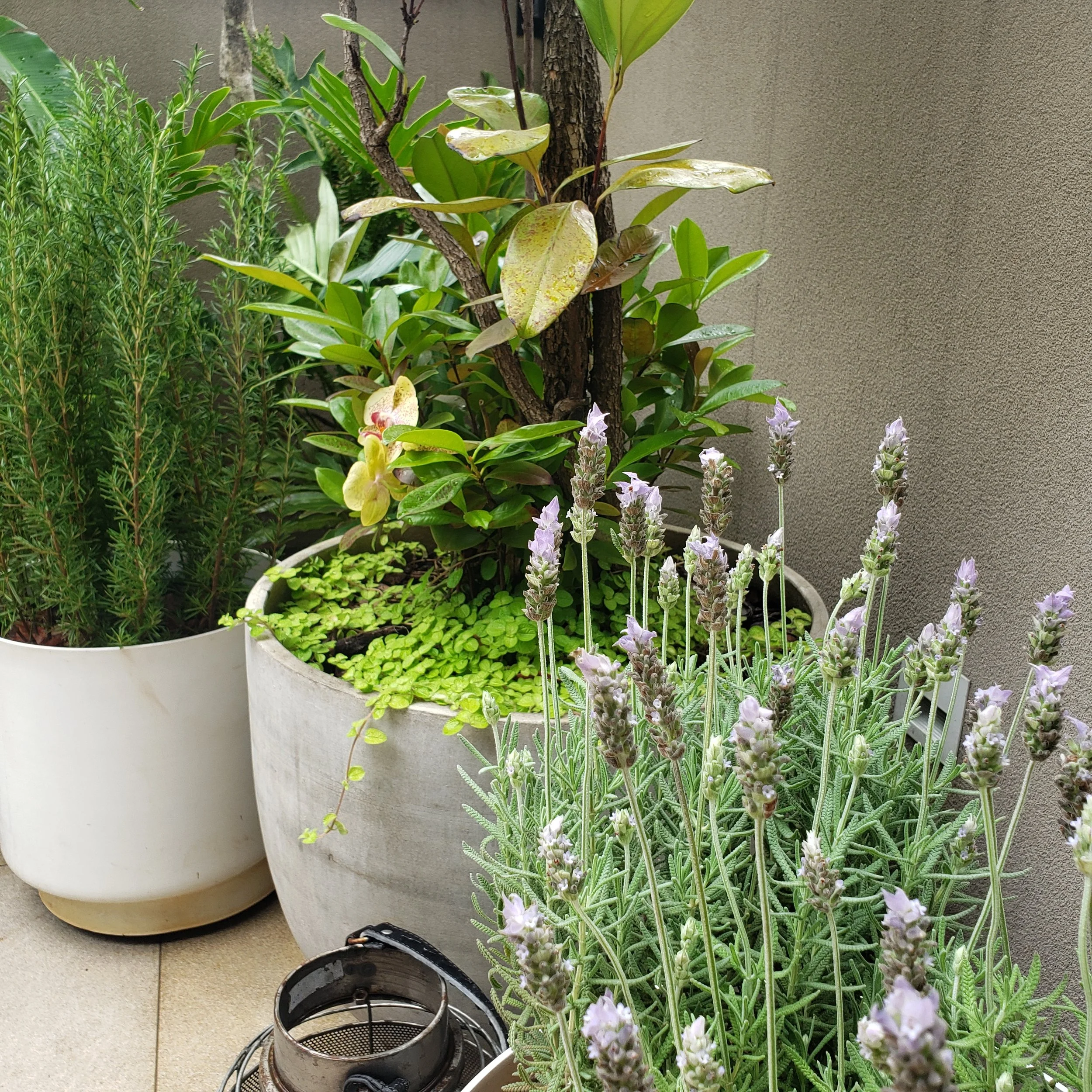 Plantação de ervas aromáticas e plantas em vasos de cerâmica na varanda.