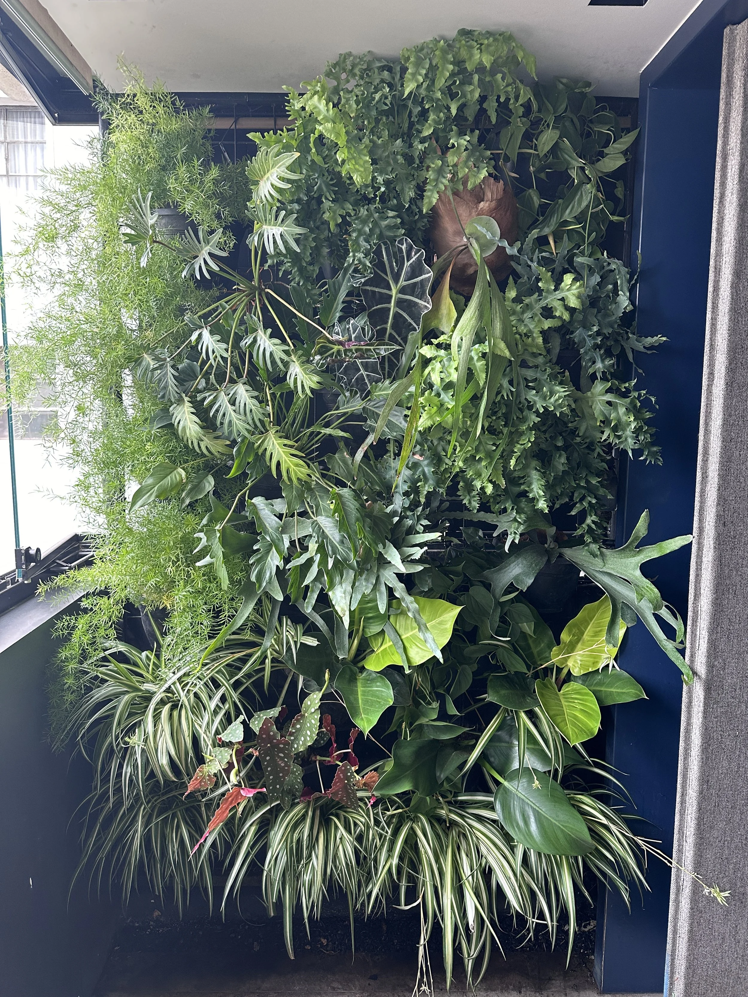 Diversas plantas verdes de diferentes tamanhos e tipos em um balcão próximo à janela.