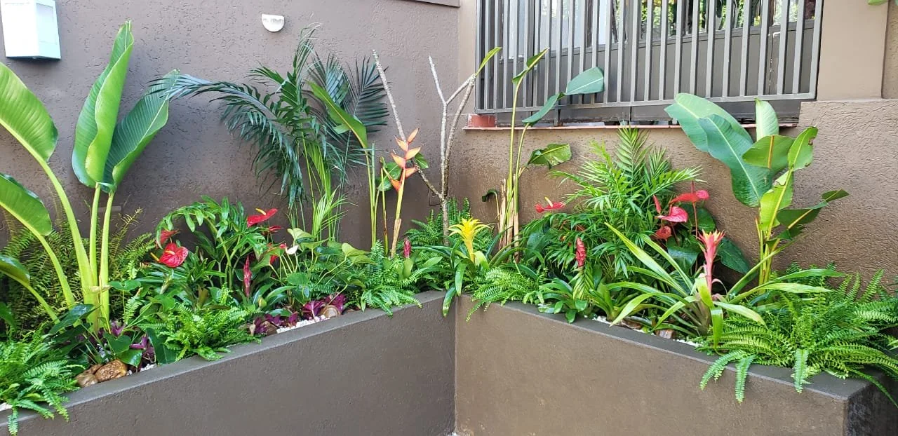  Jardim de plantas tropicais em canteiro de concreto ao lado de uma parede cinza.
