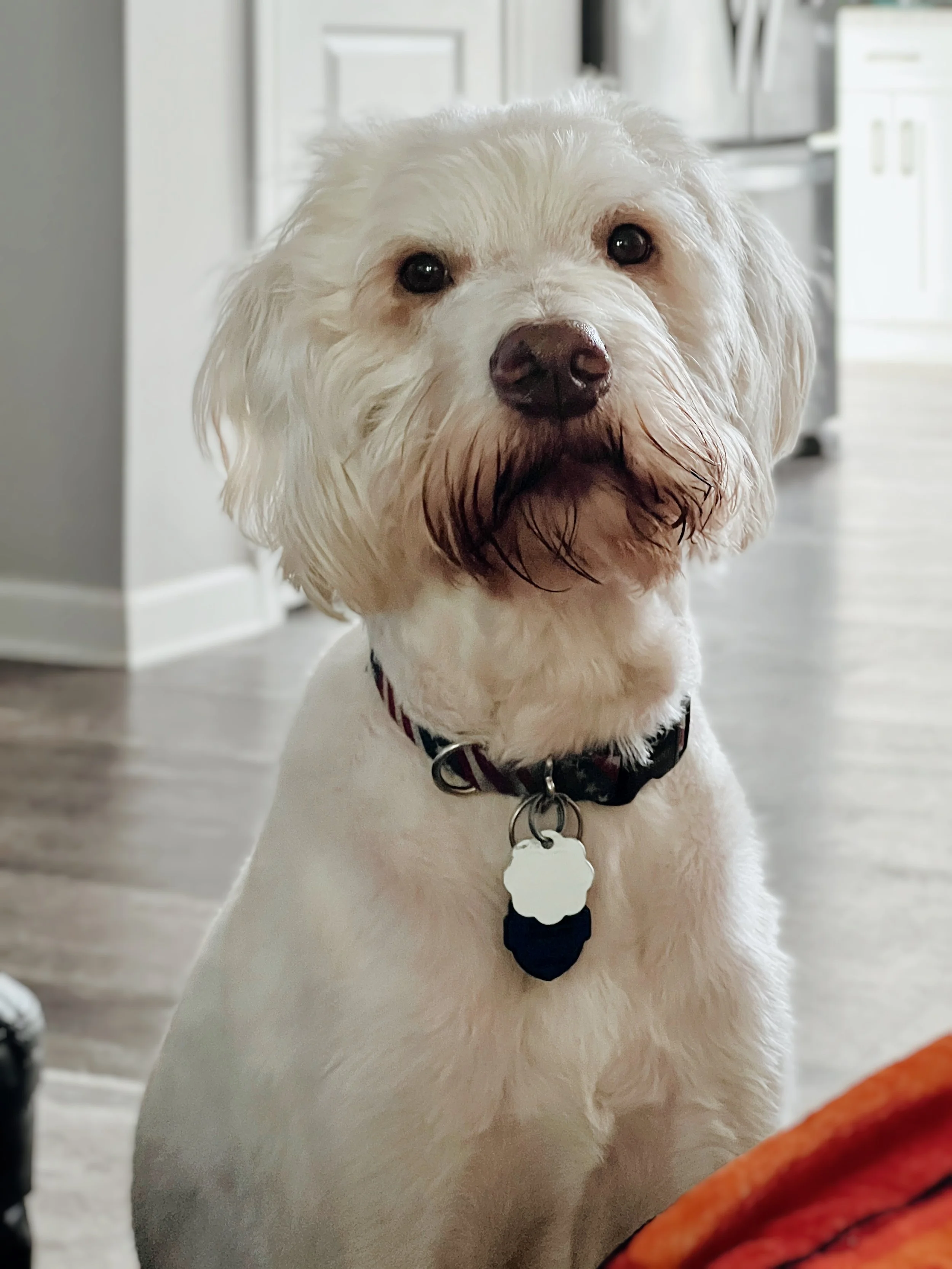 A white fluffy dog with a brown nose and dark eyes looking directly at the camera, wearing a collar with tags, sitting inside a house.