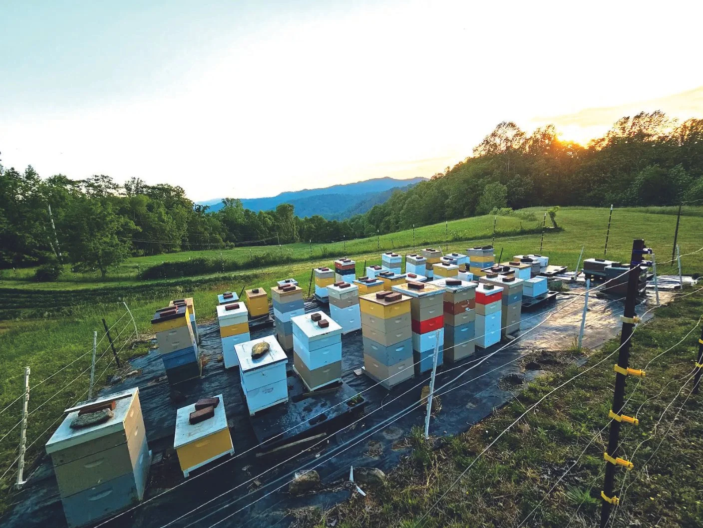 photo of bee hives