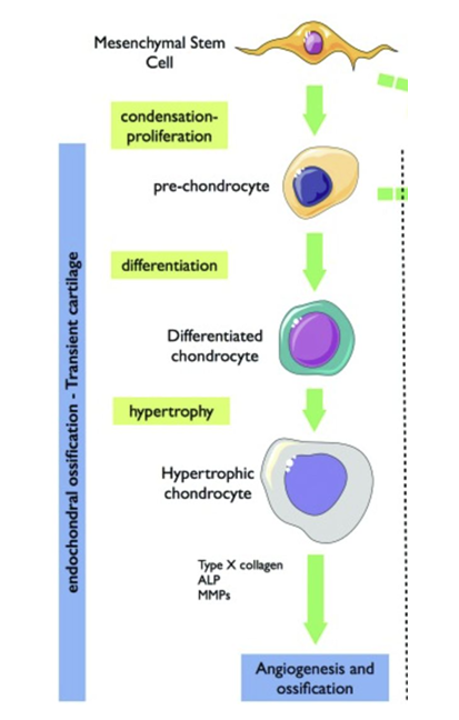 Diagram showing the stages of endochondral ossification in transient cartilage, from mesenchymal stem cell to hypertrophic chondrocyte, with green arrows indicating progression and highlighted steps including condensation-proliferation, differentiation, and hypertrophy, leading to angiogenesis and ossification.