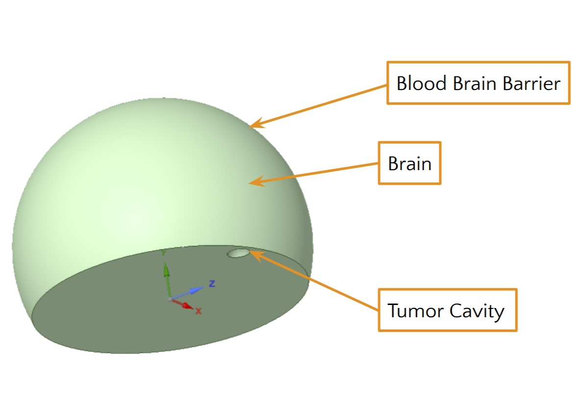 Diagram of a brain with labels pointing to the blood-brain barrier, brain tissue, and a tumor cavity.