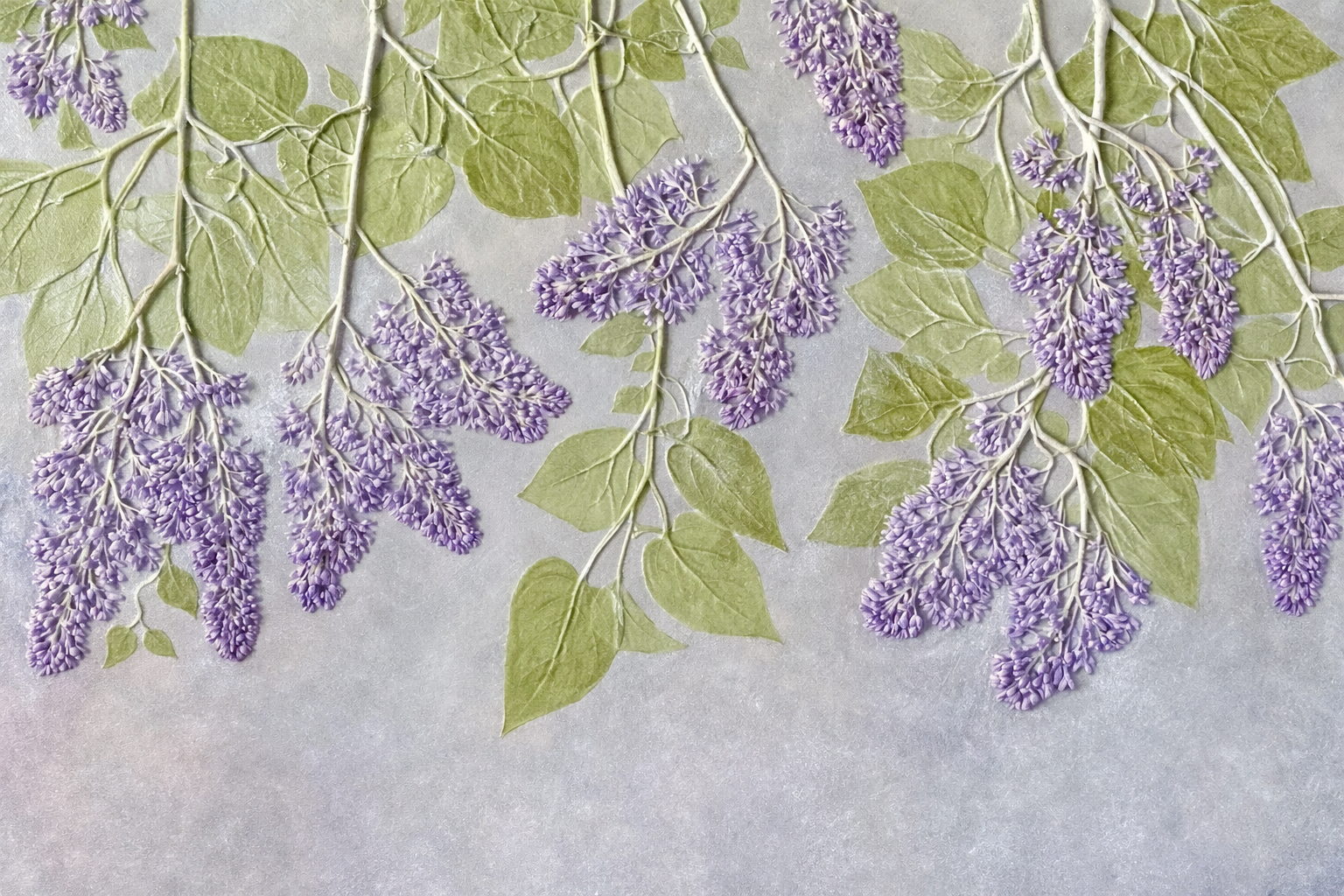Sprays of purple lilac flowers with green leaves on a gray background.