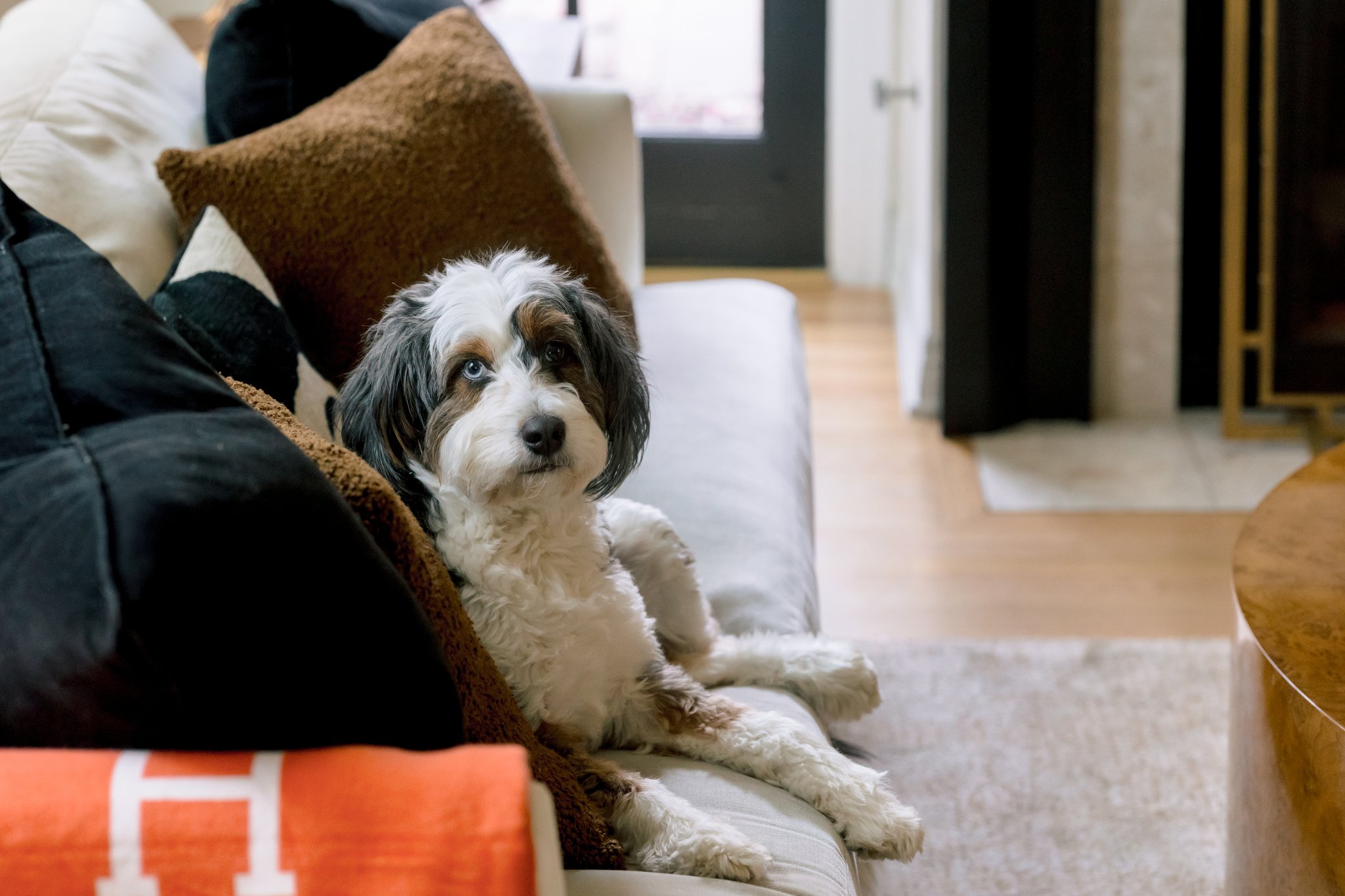 A dog with a curly white coat and brown and black markings sits on a light-colored sofa, surrounded by brown and black pillows, in a cozy living room.