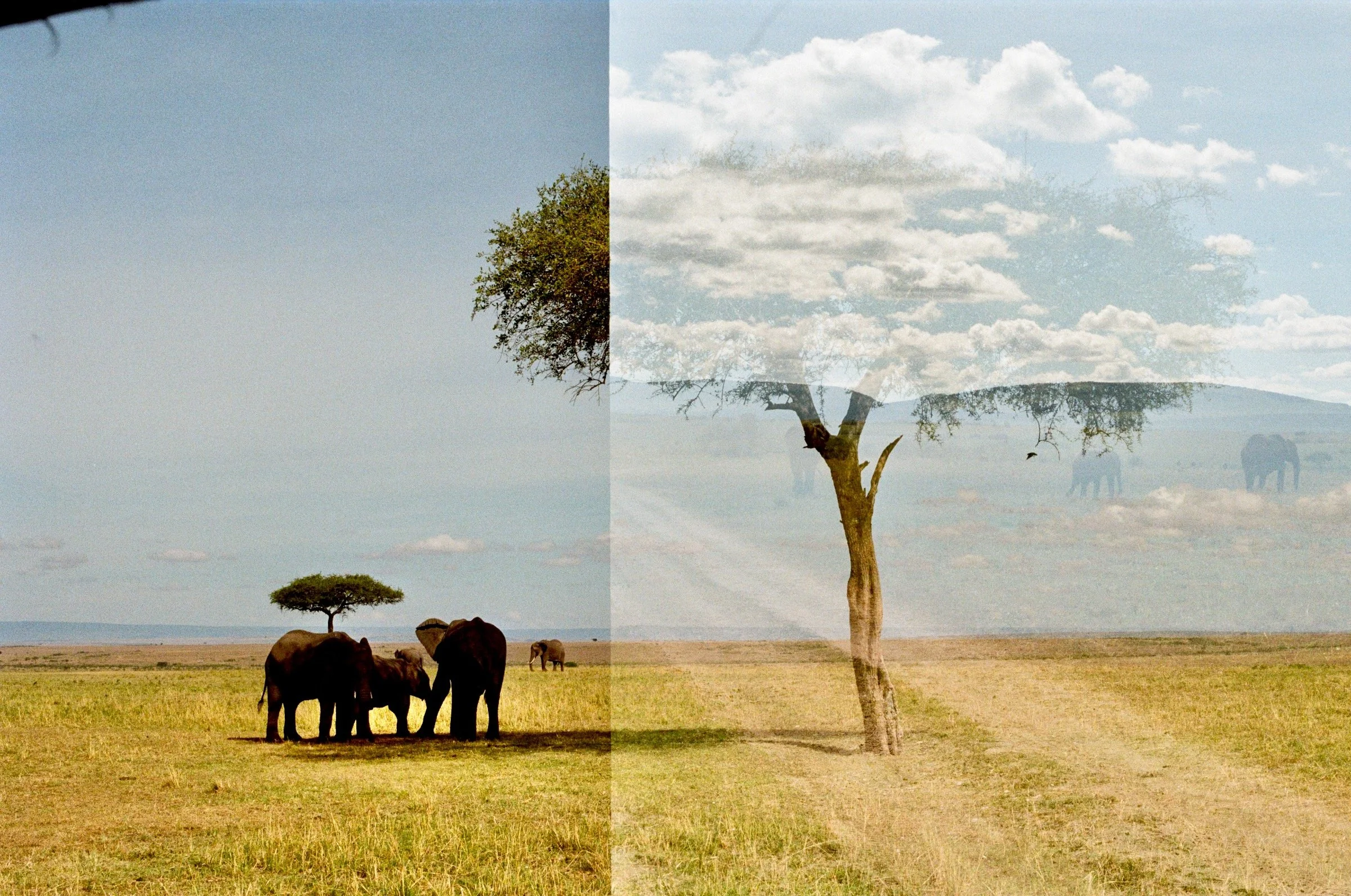 elephants congregating, masai mara reserve, kenya