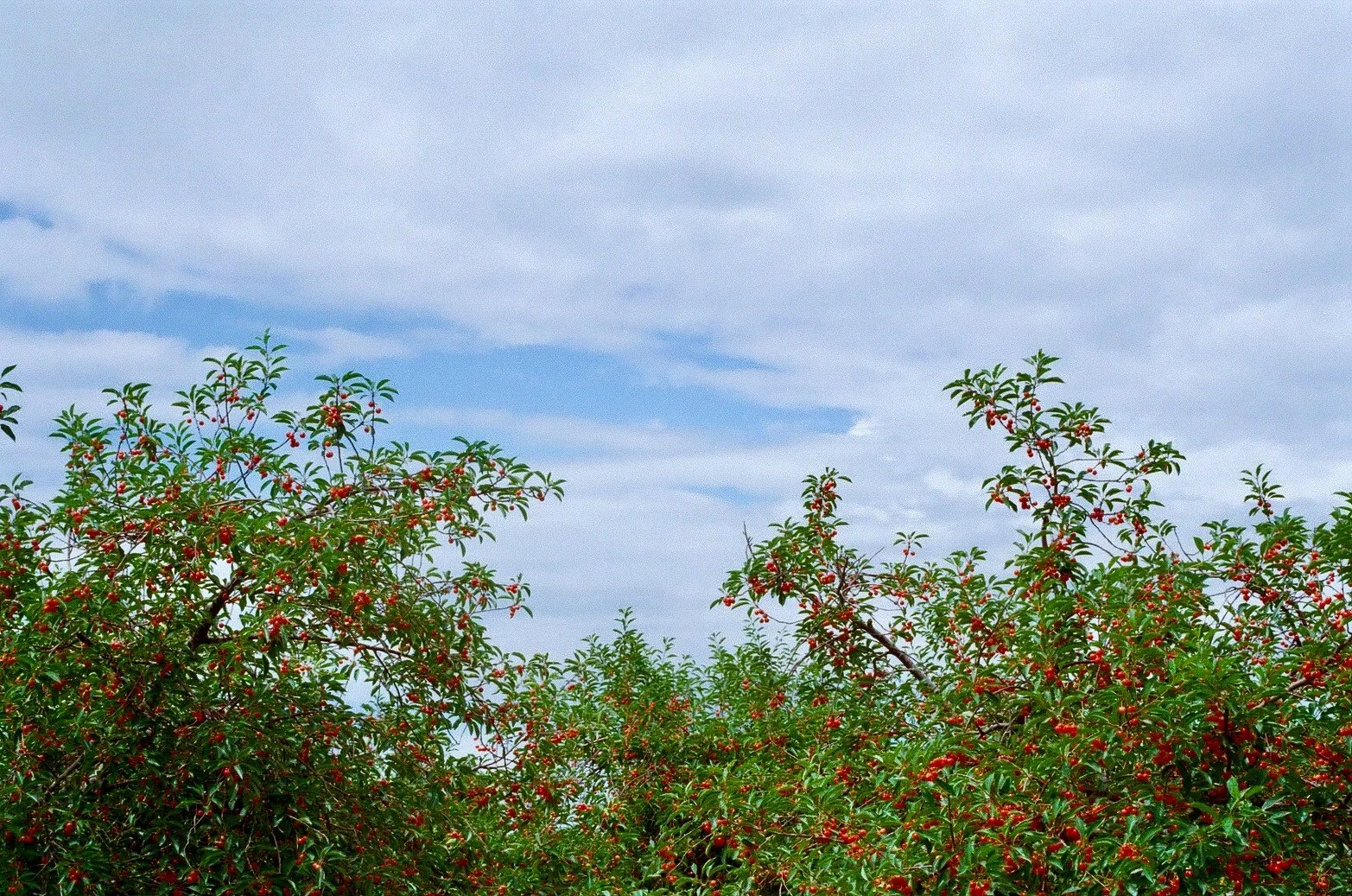 tart cherries nearing harvest, michigan