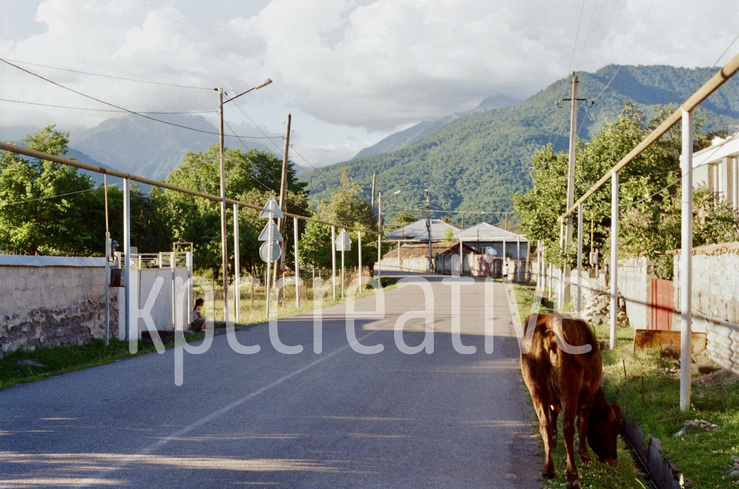 pankisi valley cow, georgia