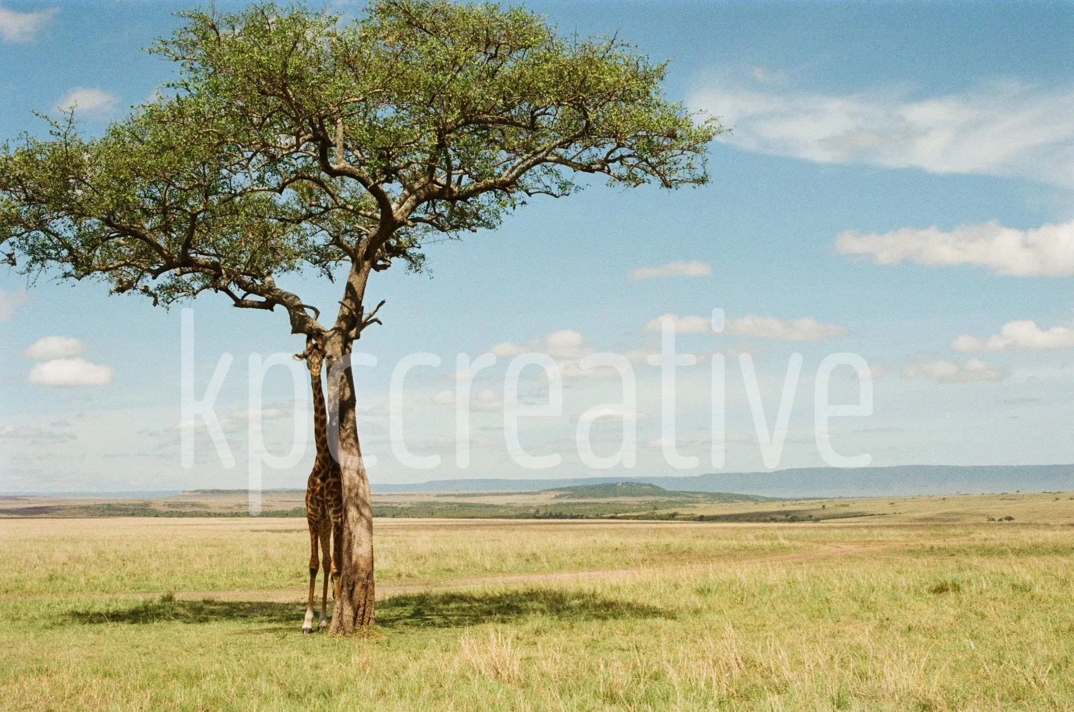 a shaded moment, masai mara, kenya