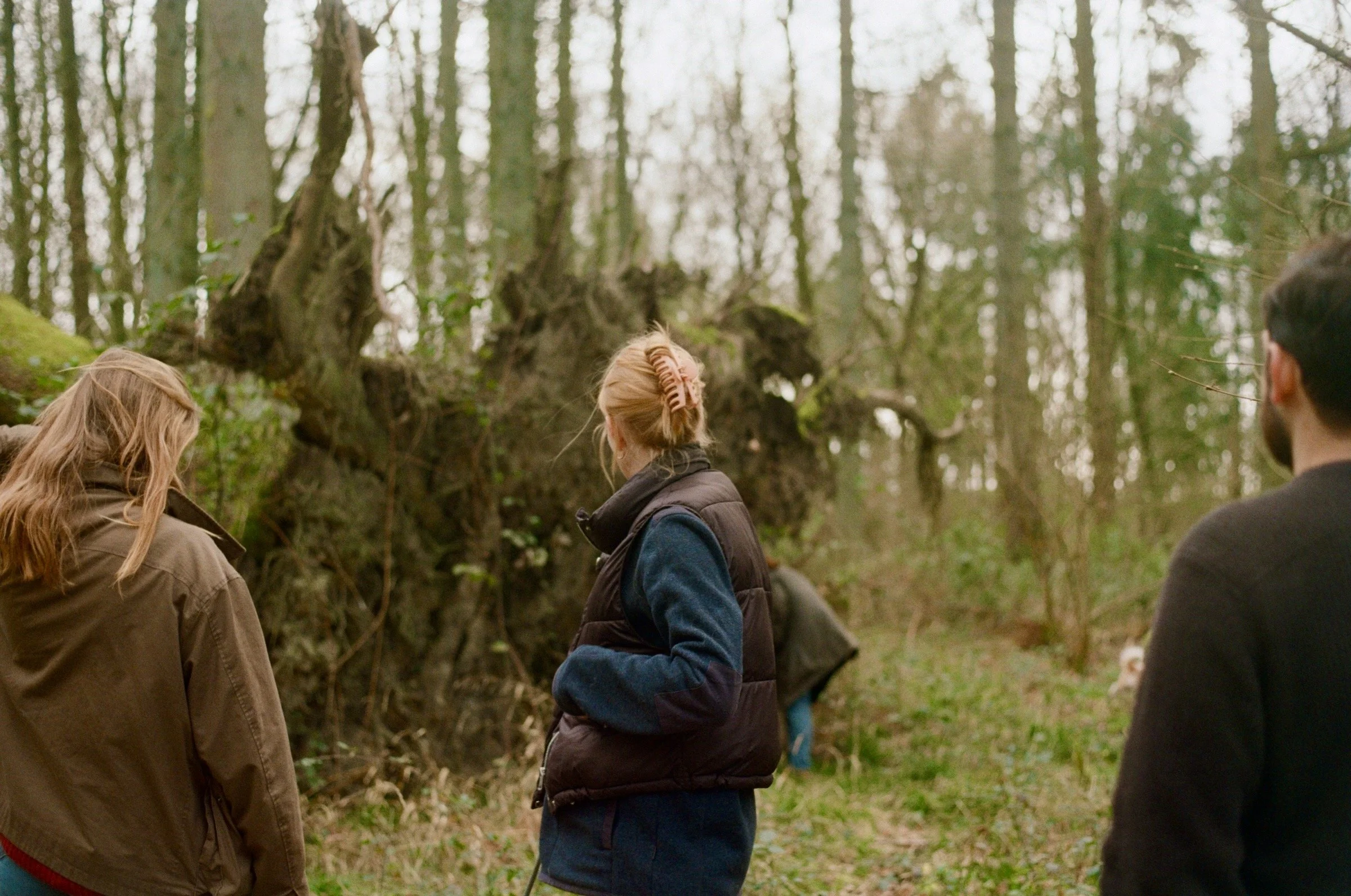 a walk in the woods, west sussex