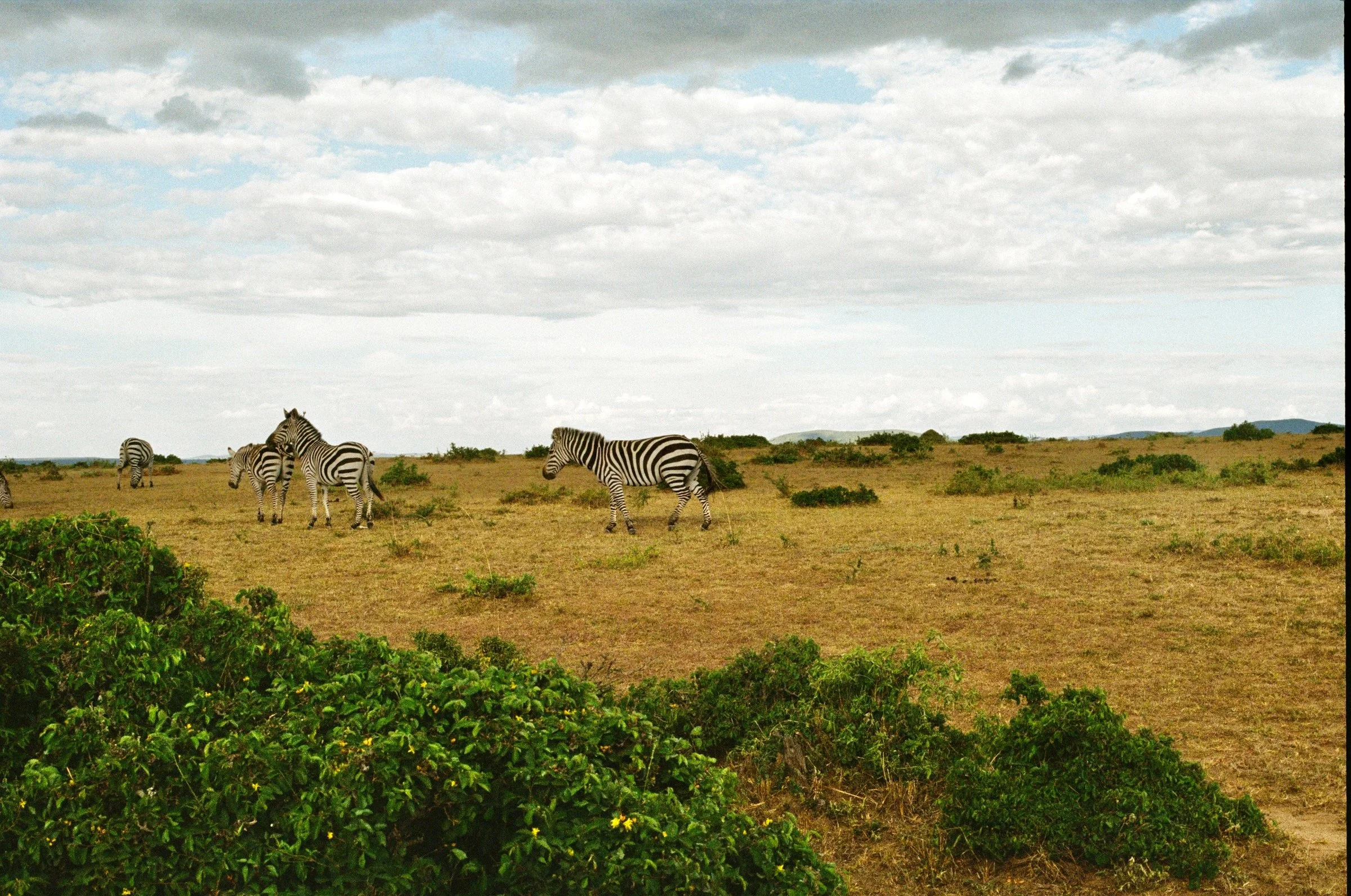 zebras grazing, masai mara reserve, kenya