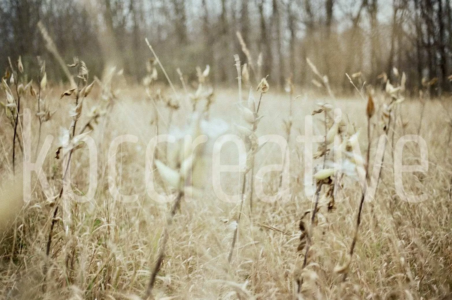 autumn field, michigan