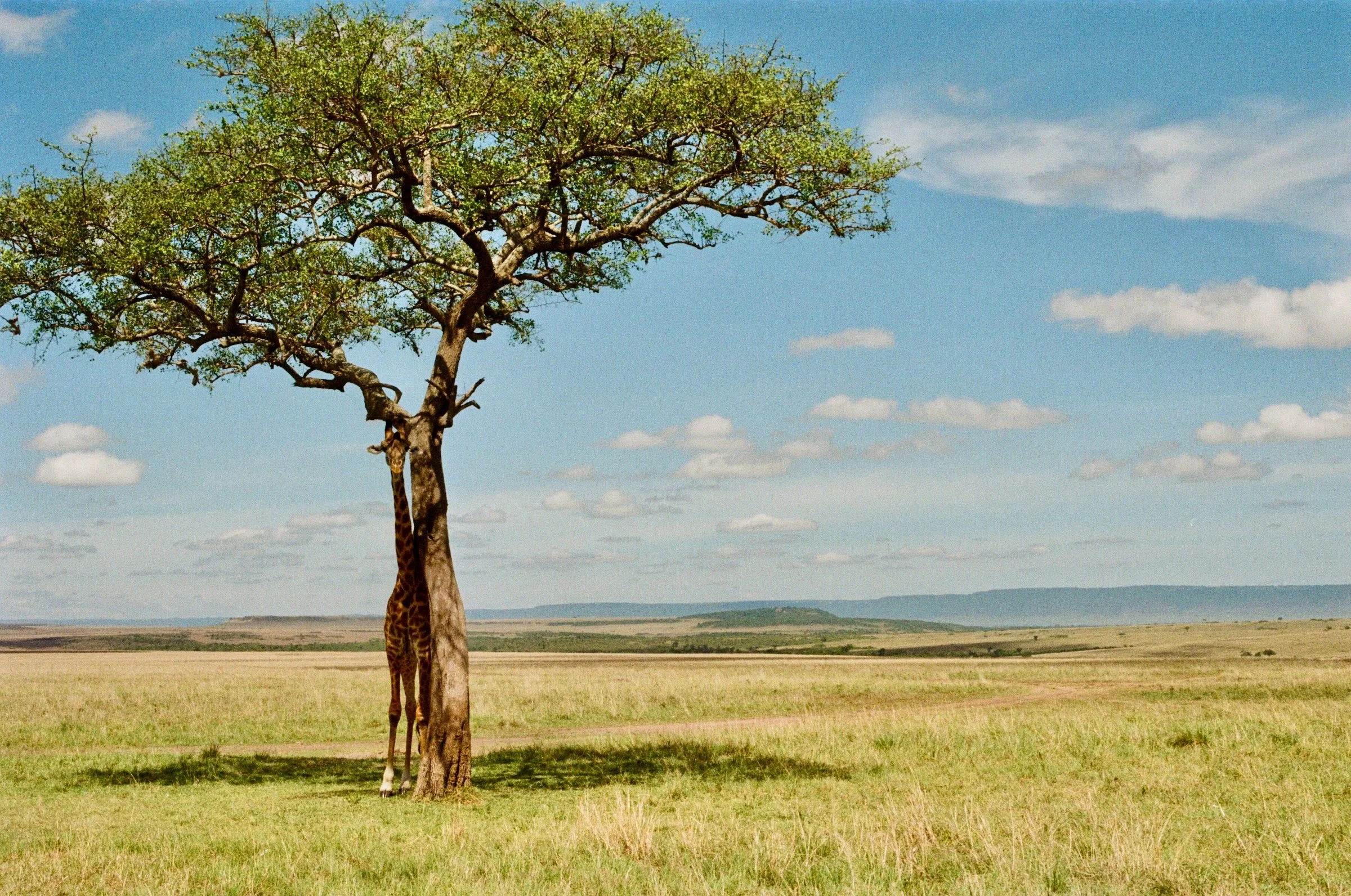 giraffe finding some shade, masai mara reserve, kenya