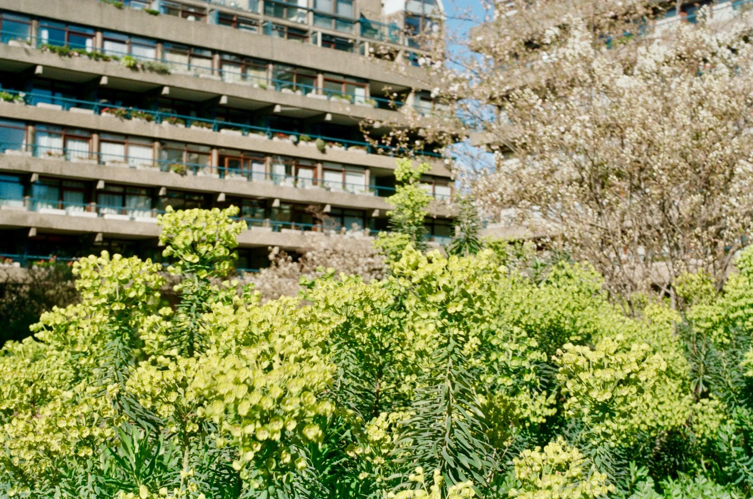 blooms at the barbican, london