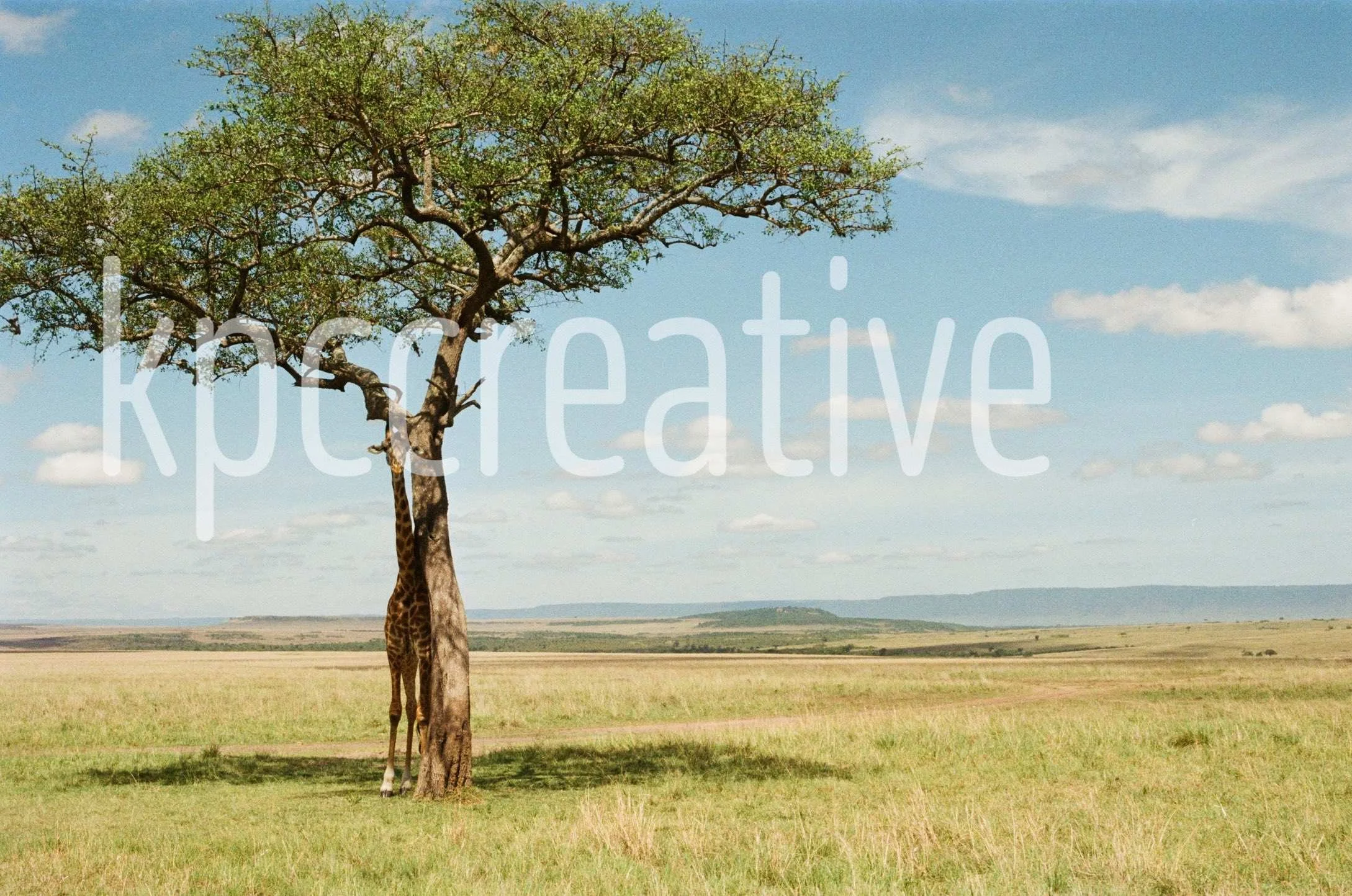 landscape + nature