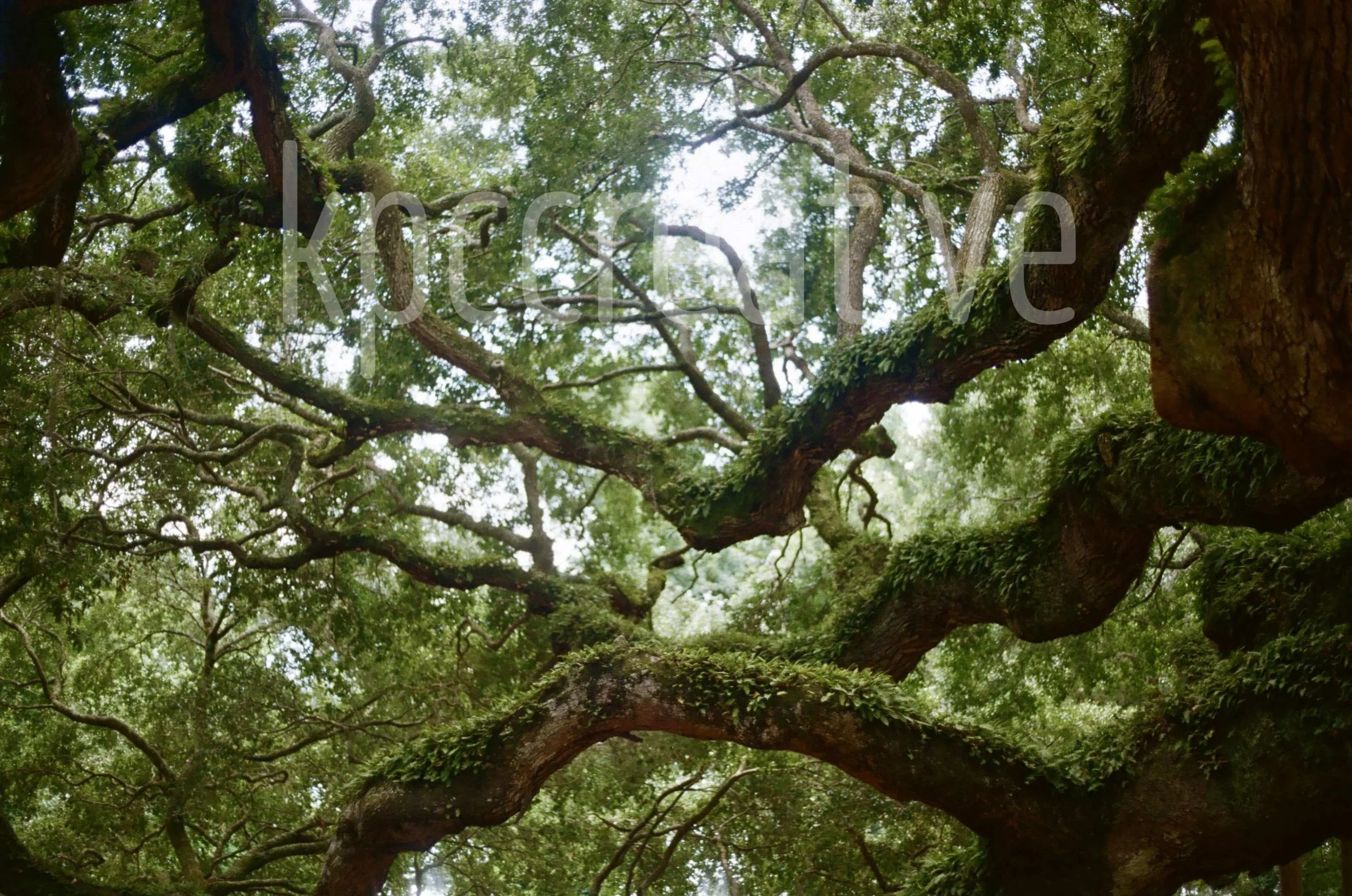 live oak, south carolina