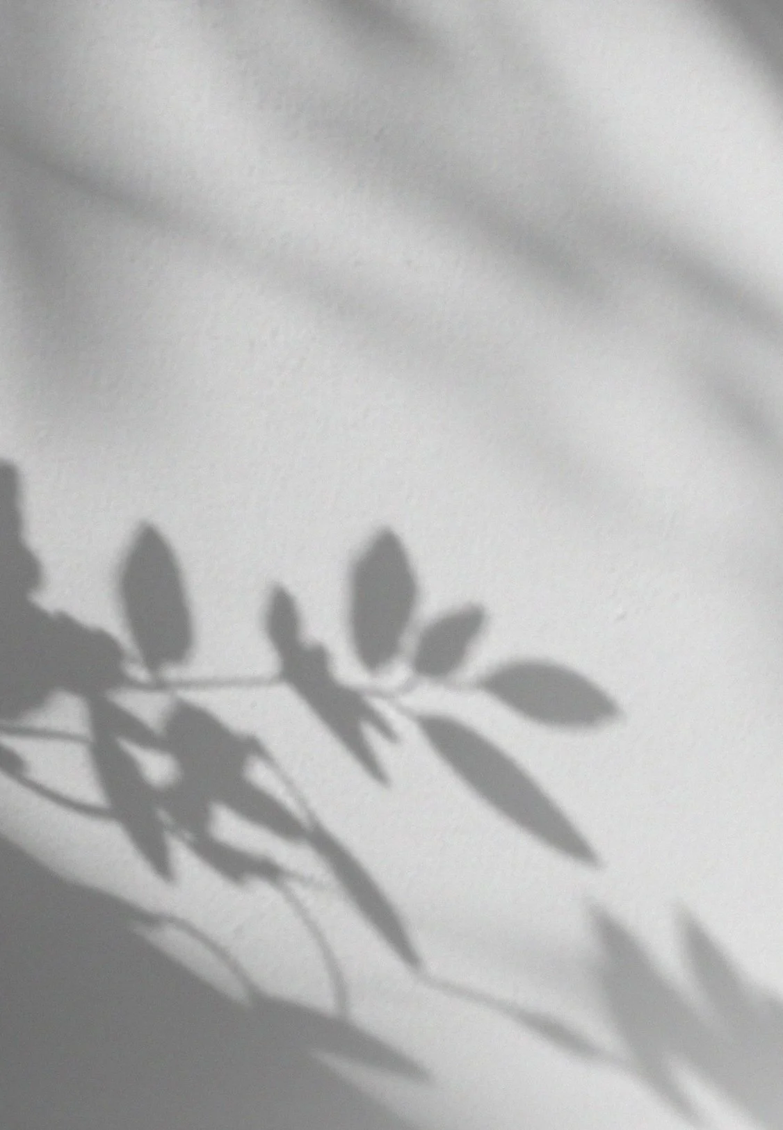 Shadow of a plant with multiple leaves cast on a plain white wall.