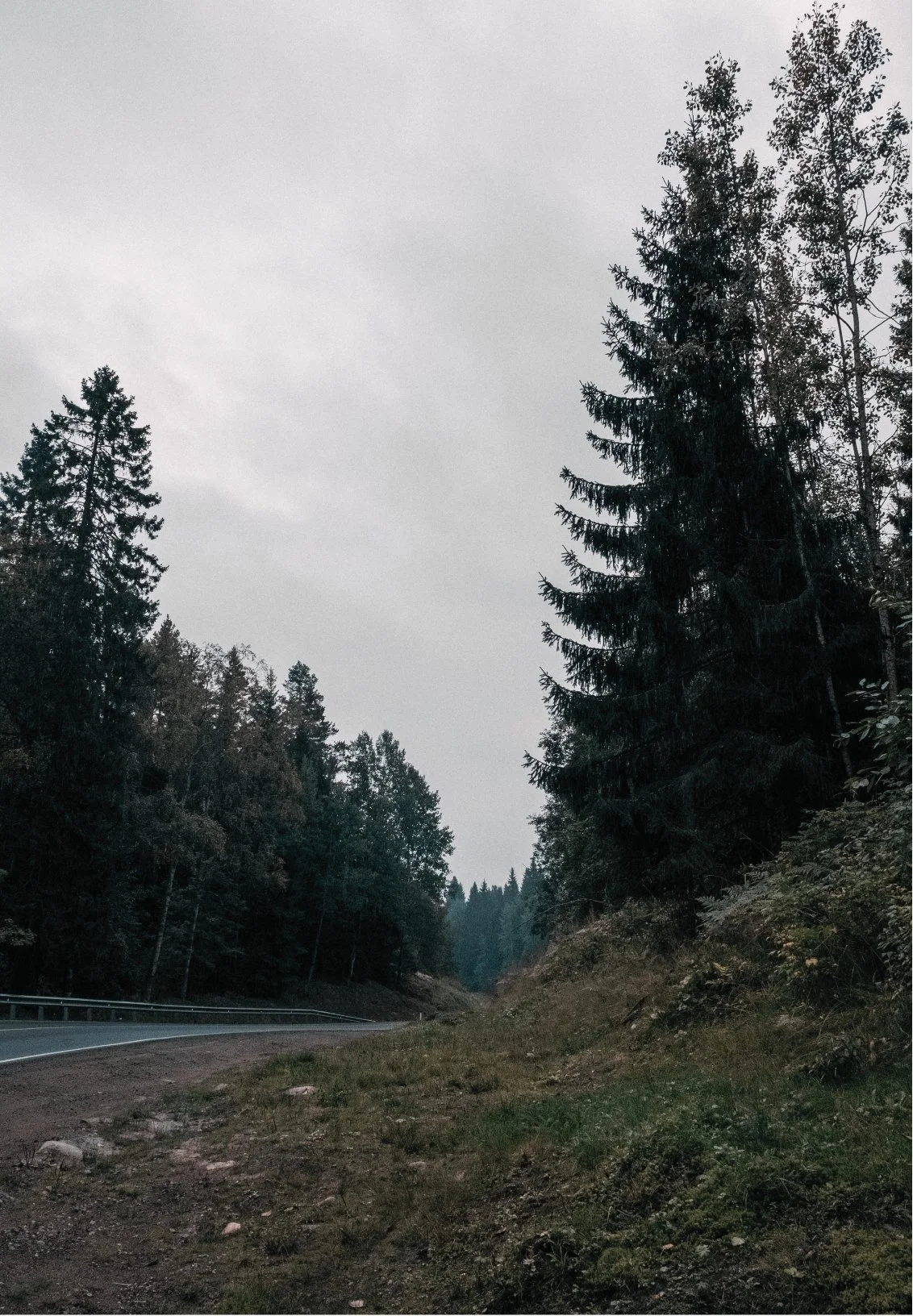 A dirt roadside with a curb, surrounded by tall pine trees and an overcast sky.