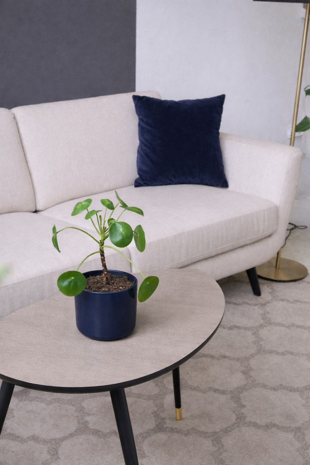 An interior living room scene with a beige couch, navy blue pillows, a beige coffee table holding a potted plant and a gray accent wall behind the couch.