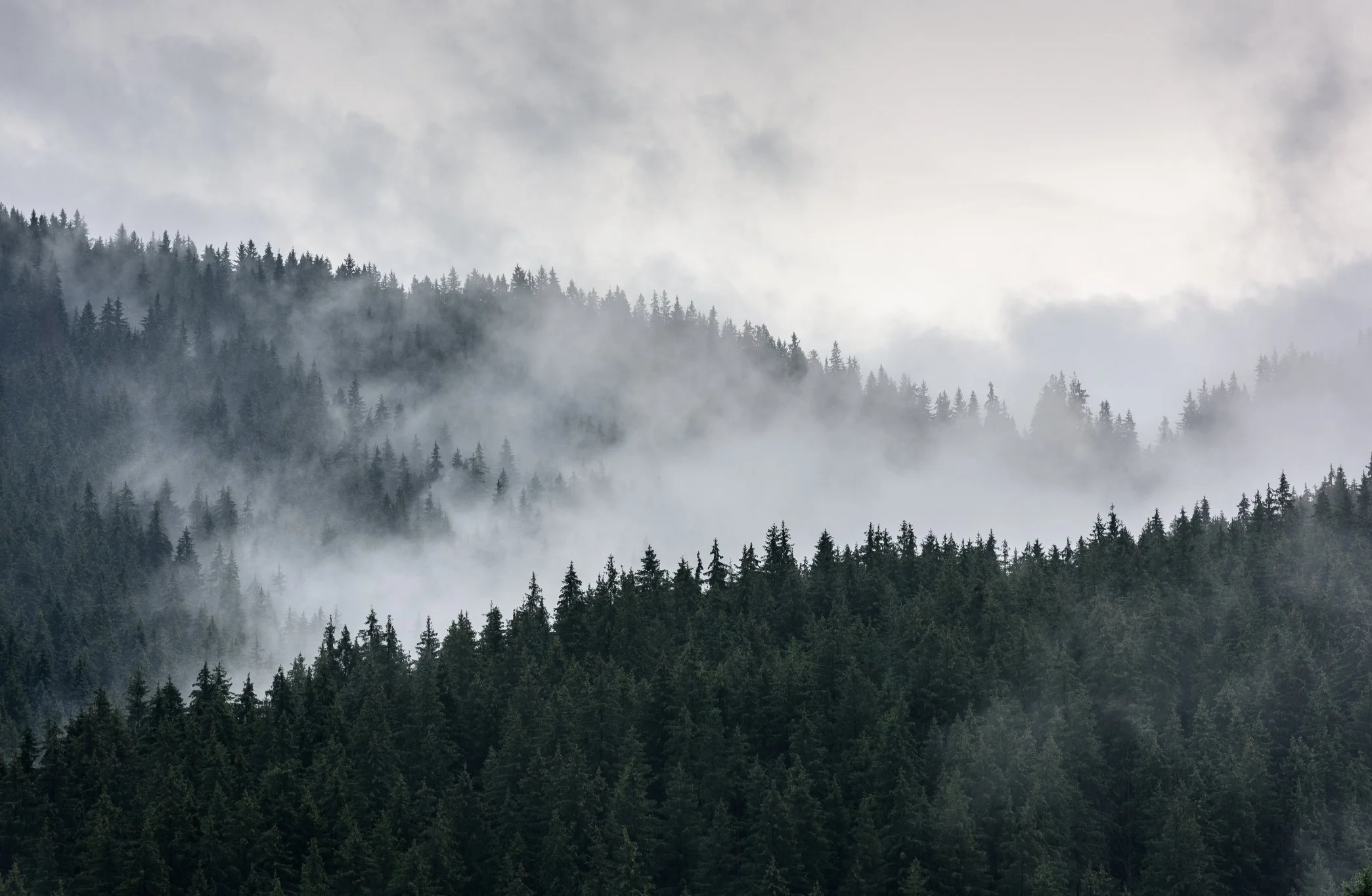 Foggy mountain landscape with dense evergreen forest and overcast sky.