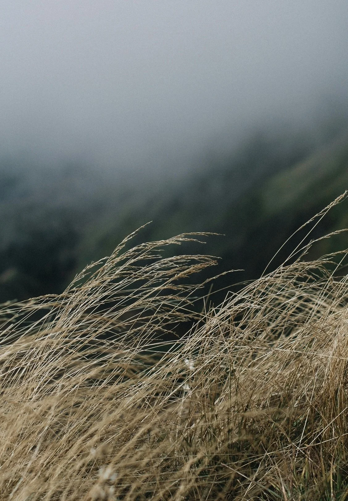 Tall dry grasses in a field with a foggy background and blurred trees.