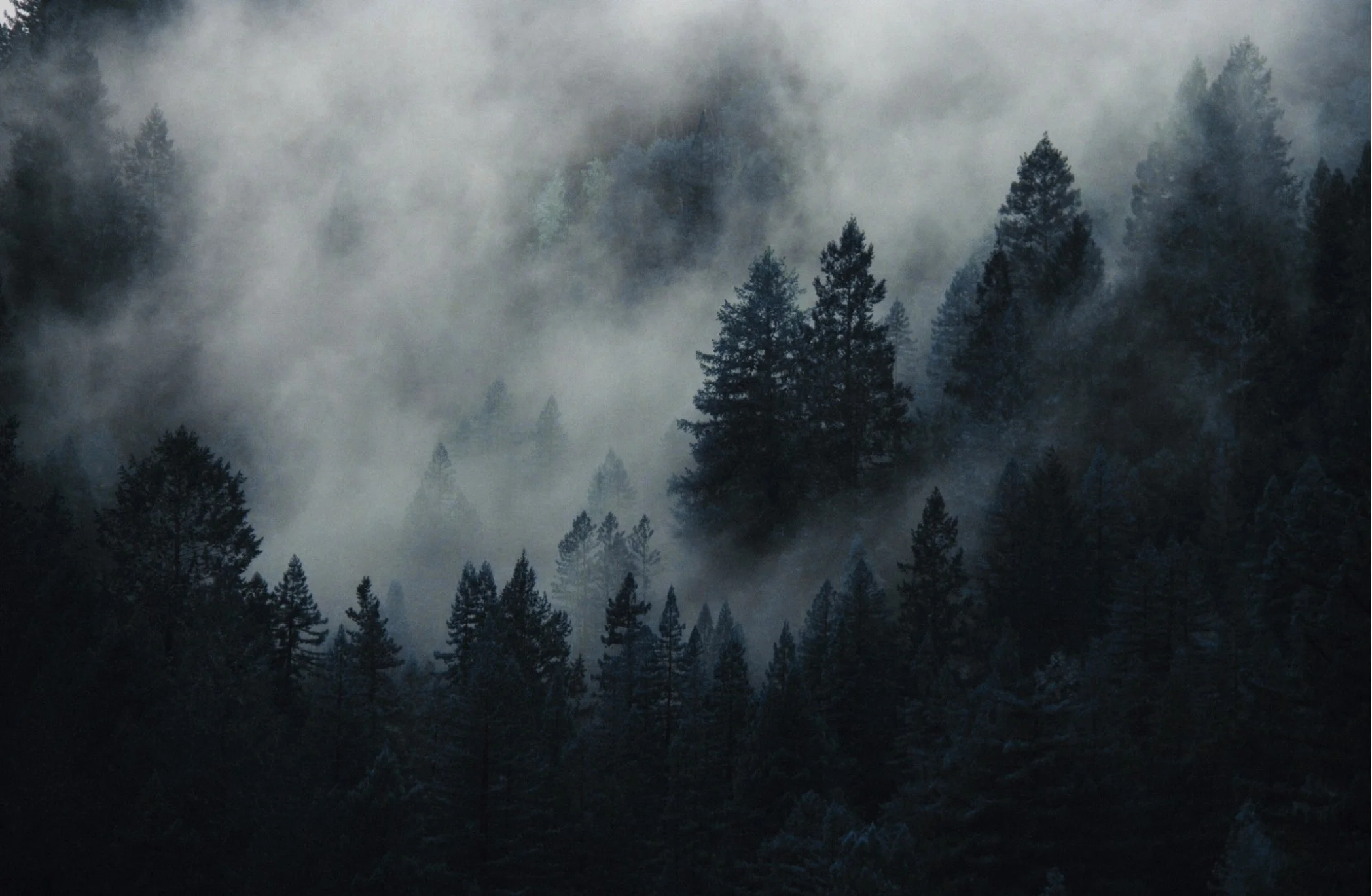 Dense forest of pine trees shrouded in fog, creating a mysterious and moody atmosphere.