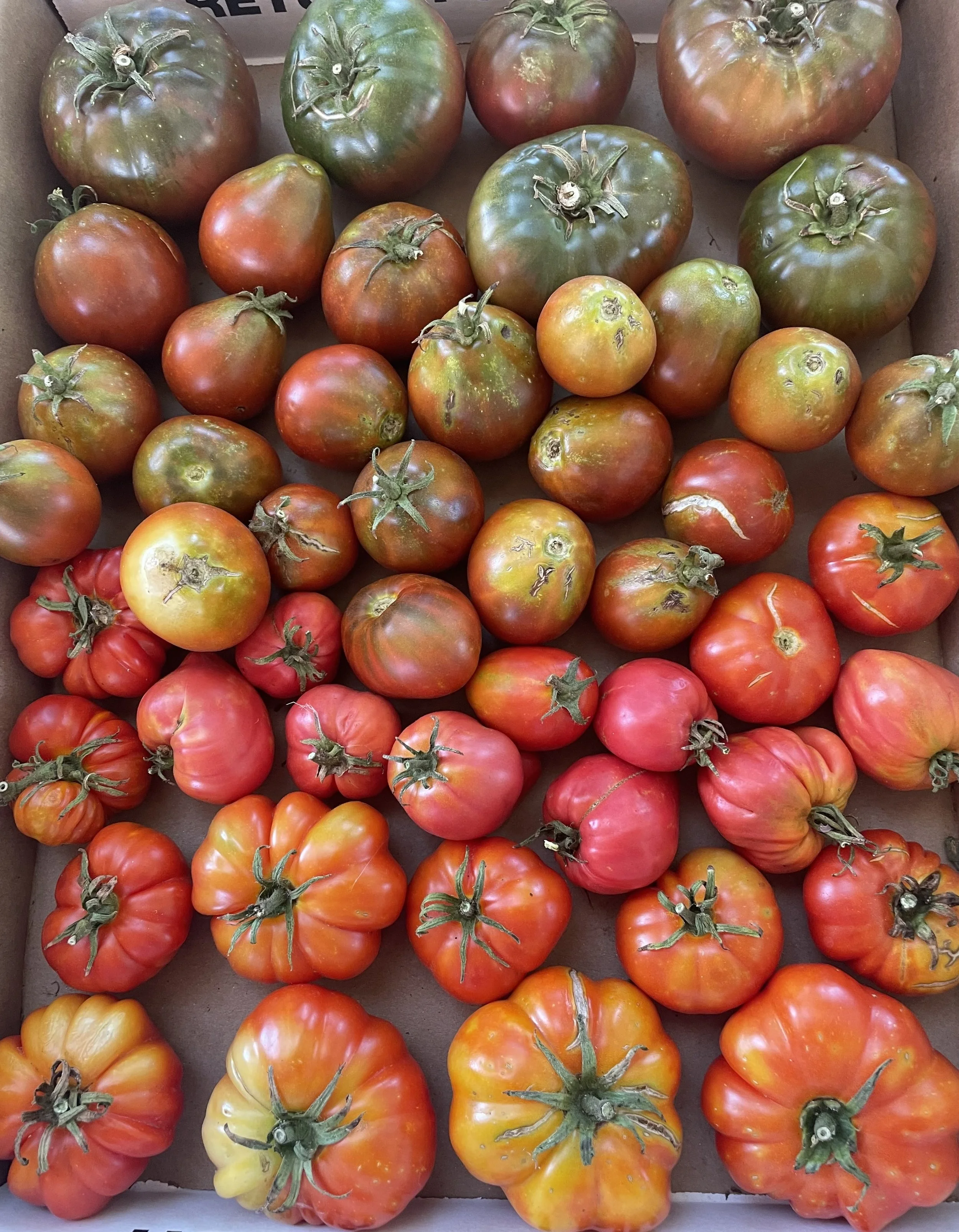 A tray of heirloom tomatoes in various colors including green, yellow, orange, red, and purples from Kind Folk Farm's CSA.