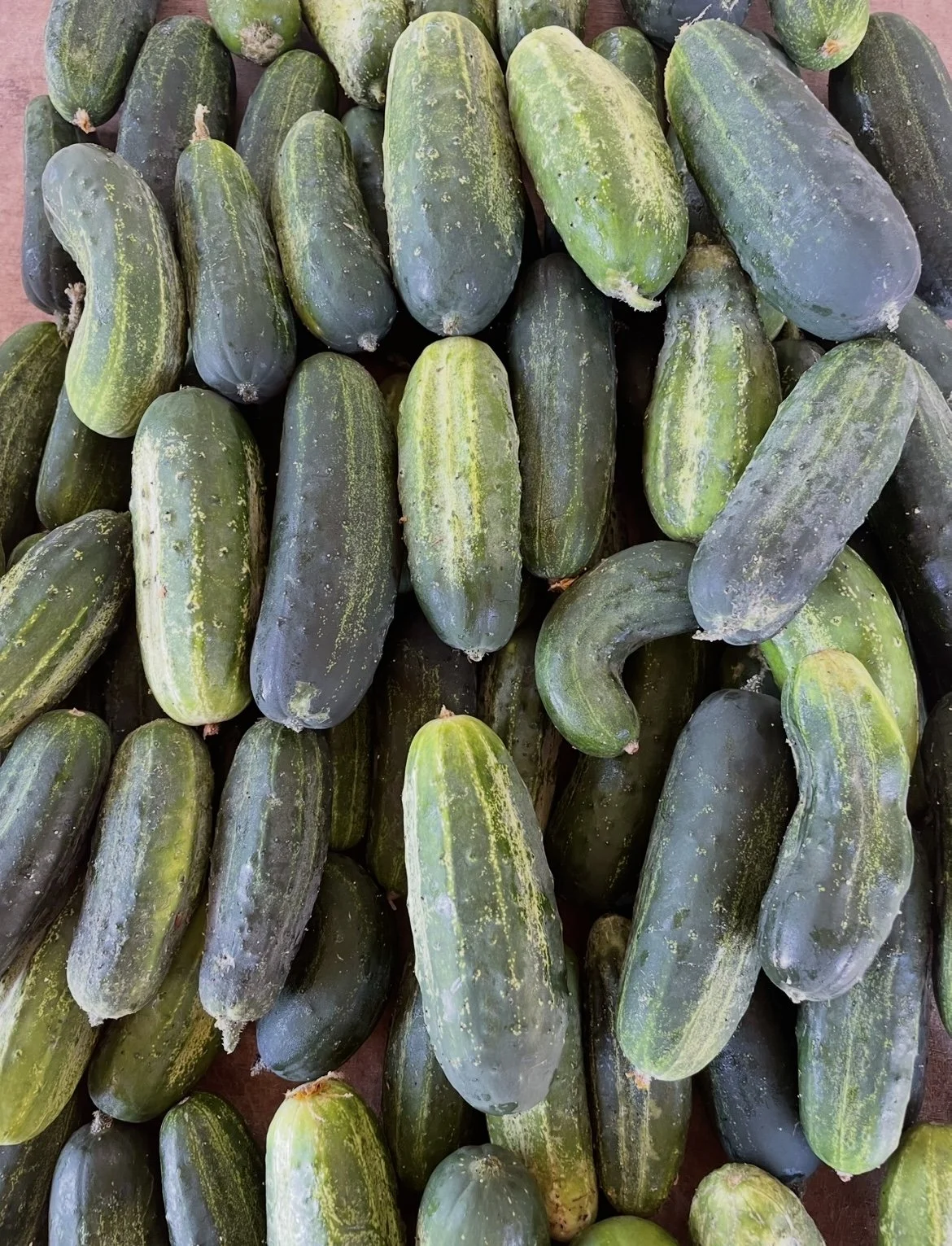 A close-up of fresh cucumbers with dark green and light green stripes from Kind Folk Farm's CSA.