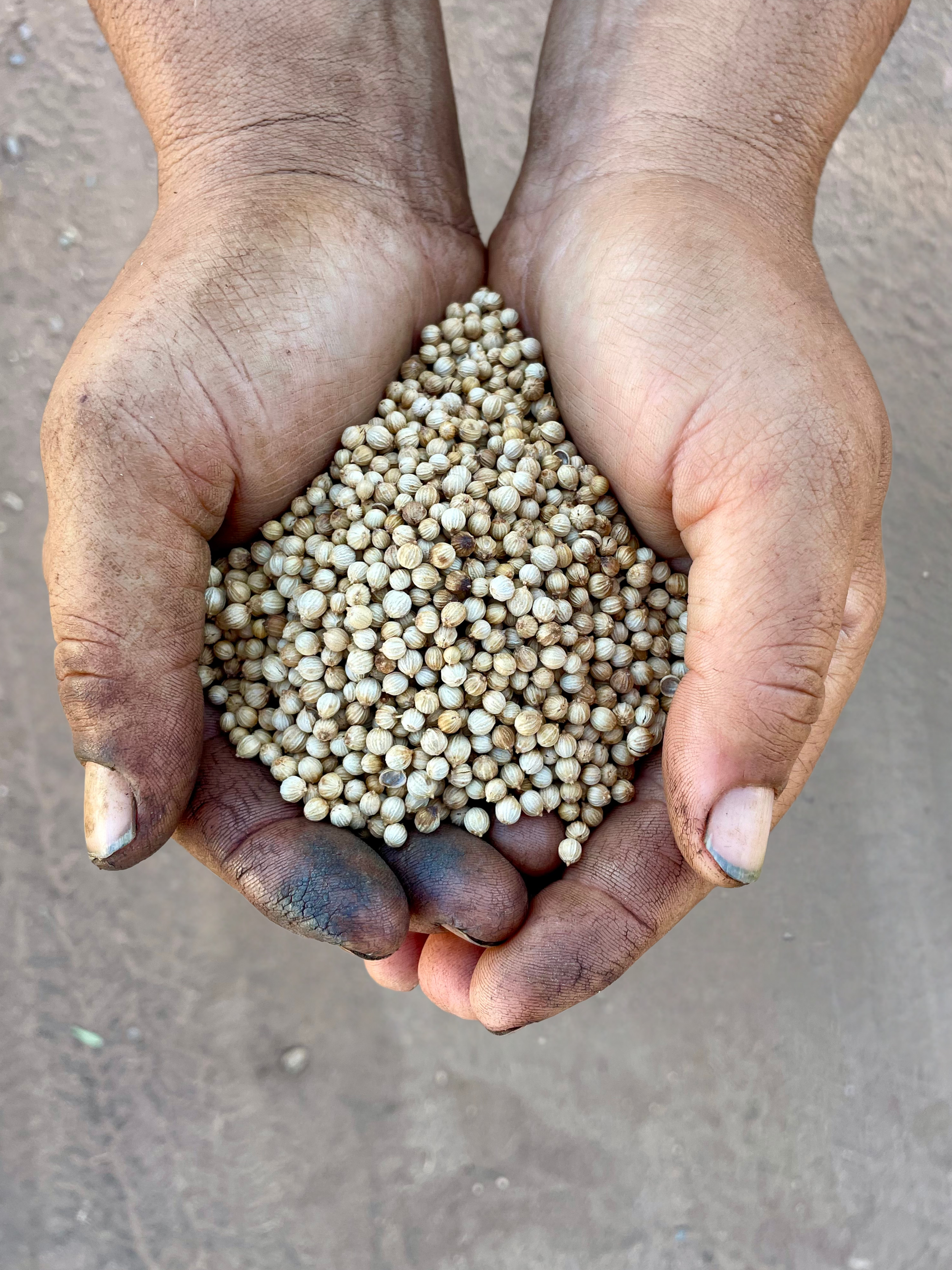 A farmer from Kind Folk Farm's hand holding a pile of small, round, beige seeds with dirt under the nails and around the fingers, against a dirt ground background.