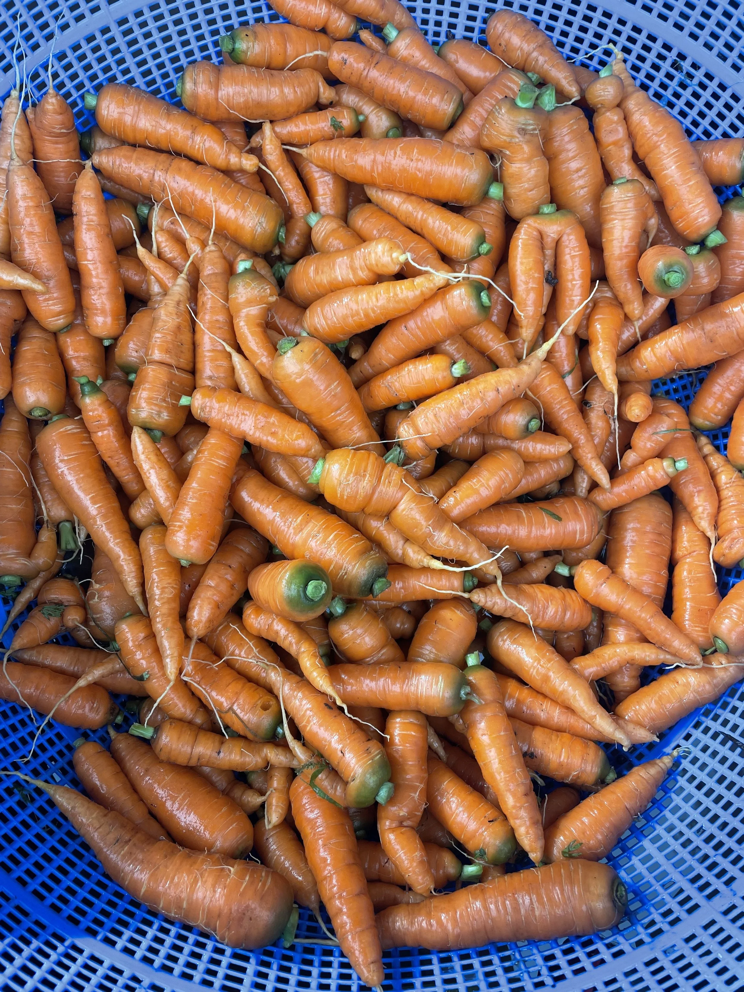 A basket filled with fresh orange carrots with green tops.