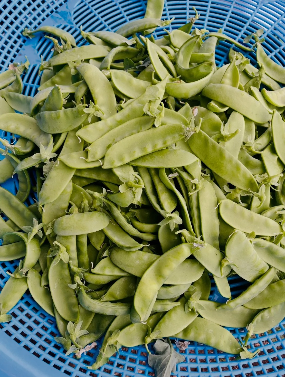 Fresh sugar snap peas in a blue plastic basket from Kind Folk Farm's CSA.
