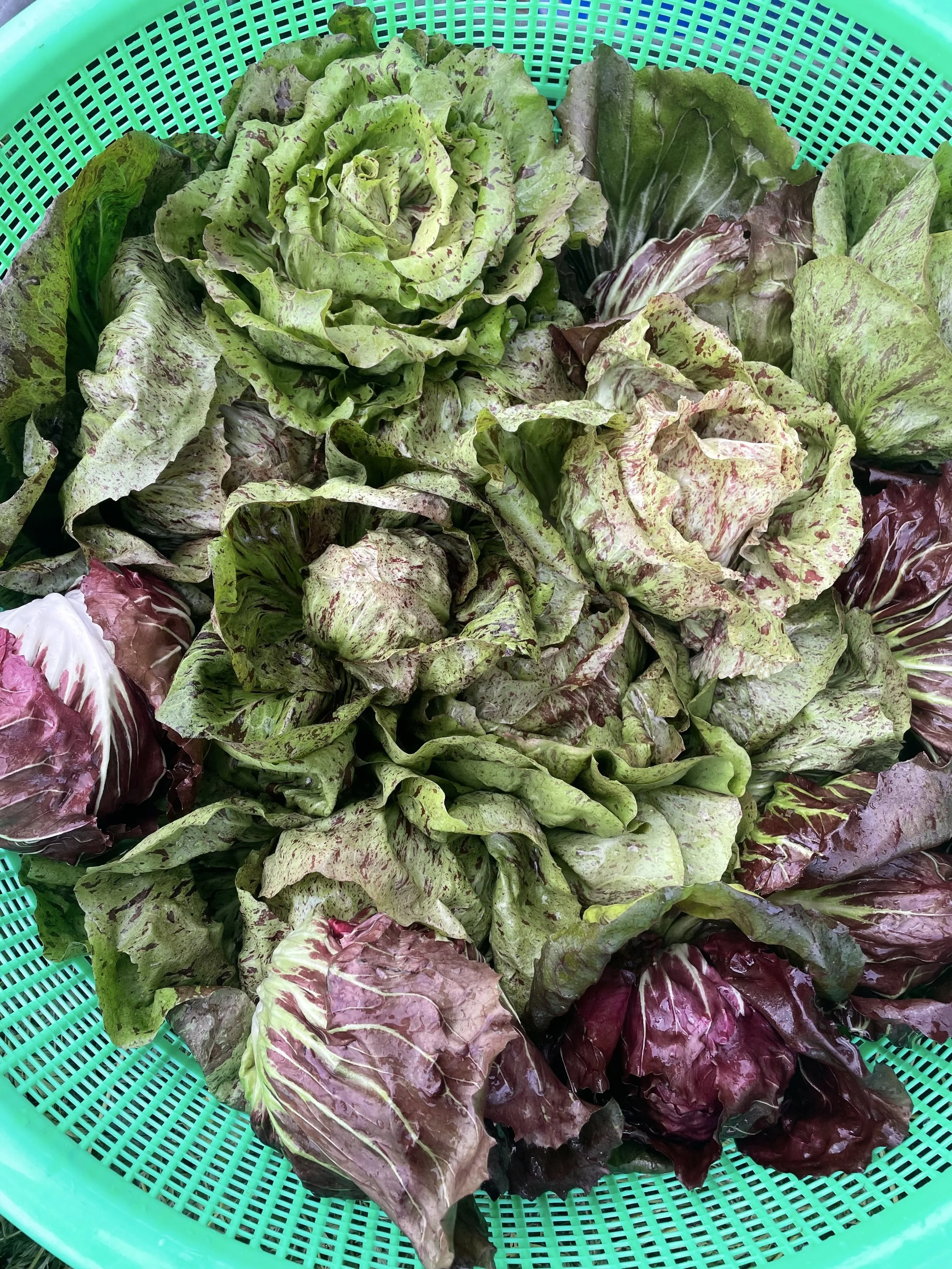 Fresh green and red lettuce leaves in a green plastic basket from Kind Folk Farm's CSA.