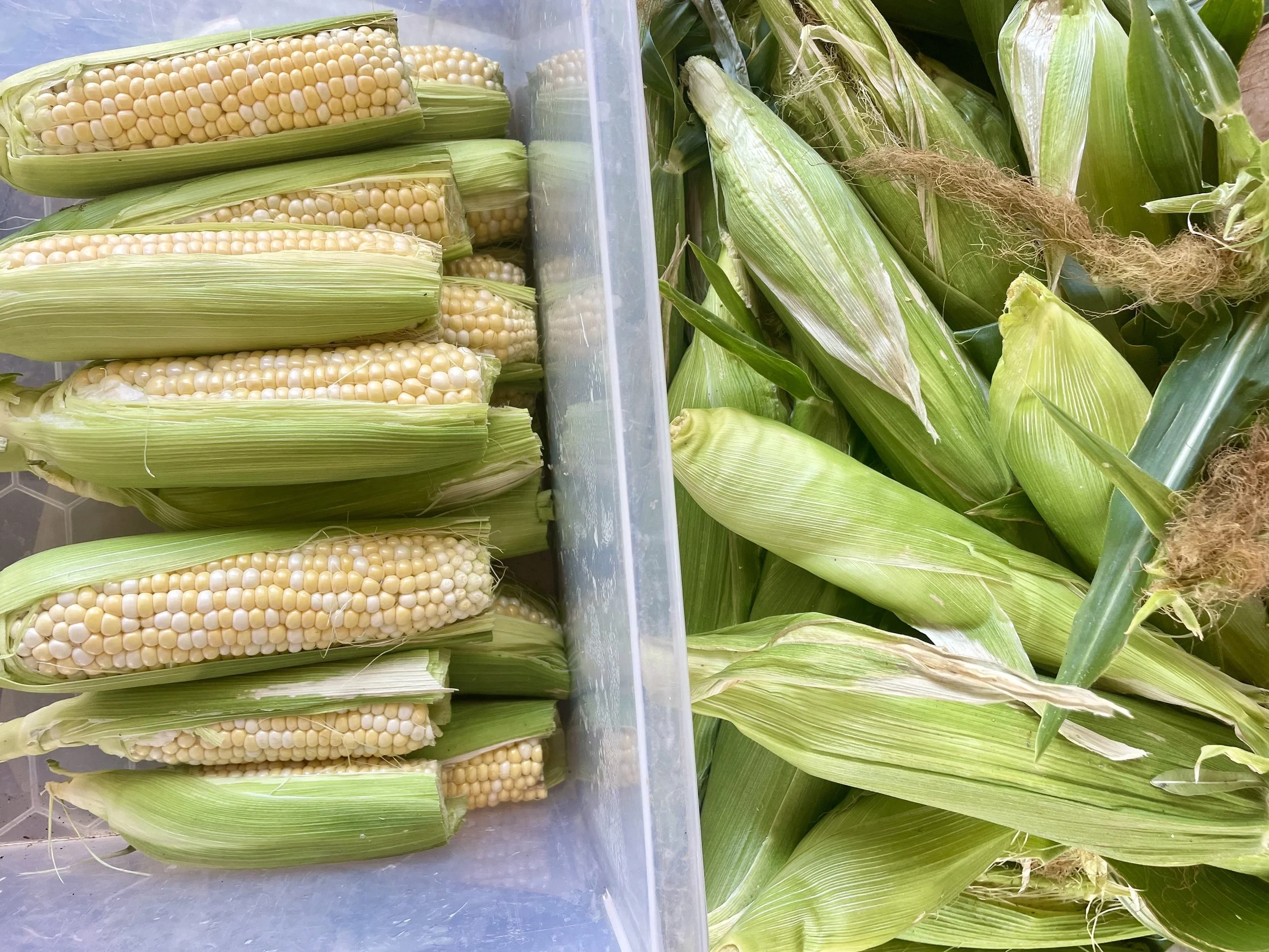 Fresh ears of corn with green husks partially peeled back, stored in a plastic container and laid out with more corn in a pile from Kind Folk Farm's CSA.