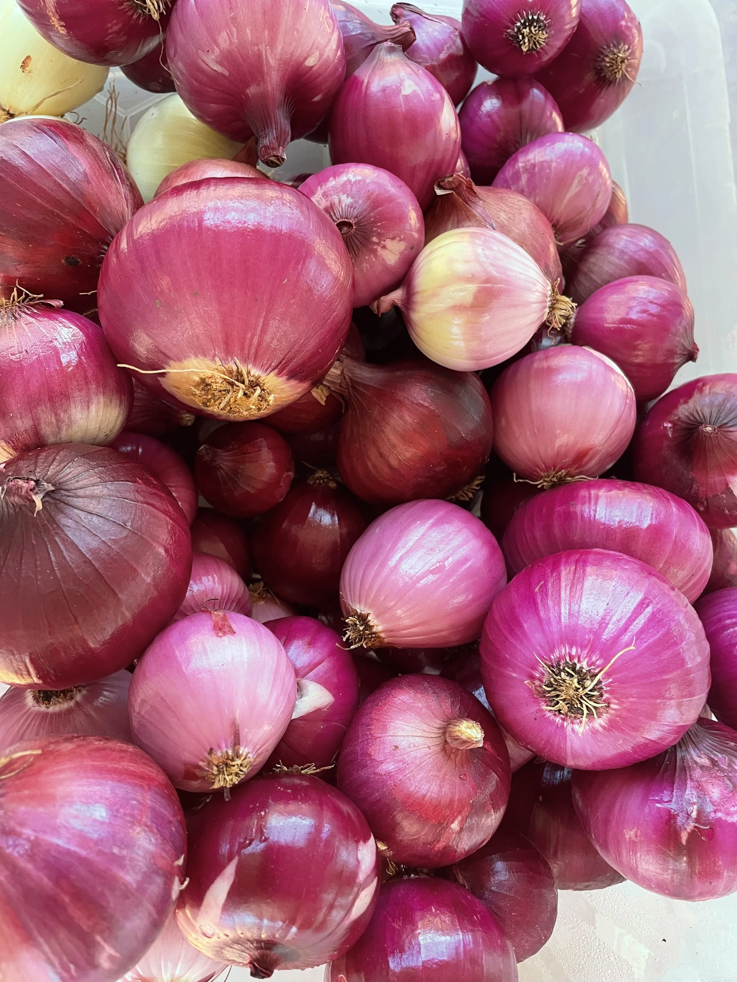 A collection of red and pink onions of various sizes and shades, some with papery outer skin and others with smooth, shiny surfaces from Kind Folk Farm's CSA.