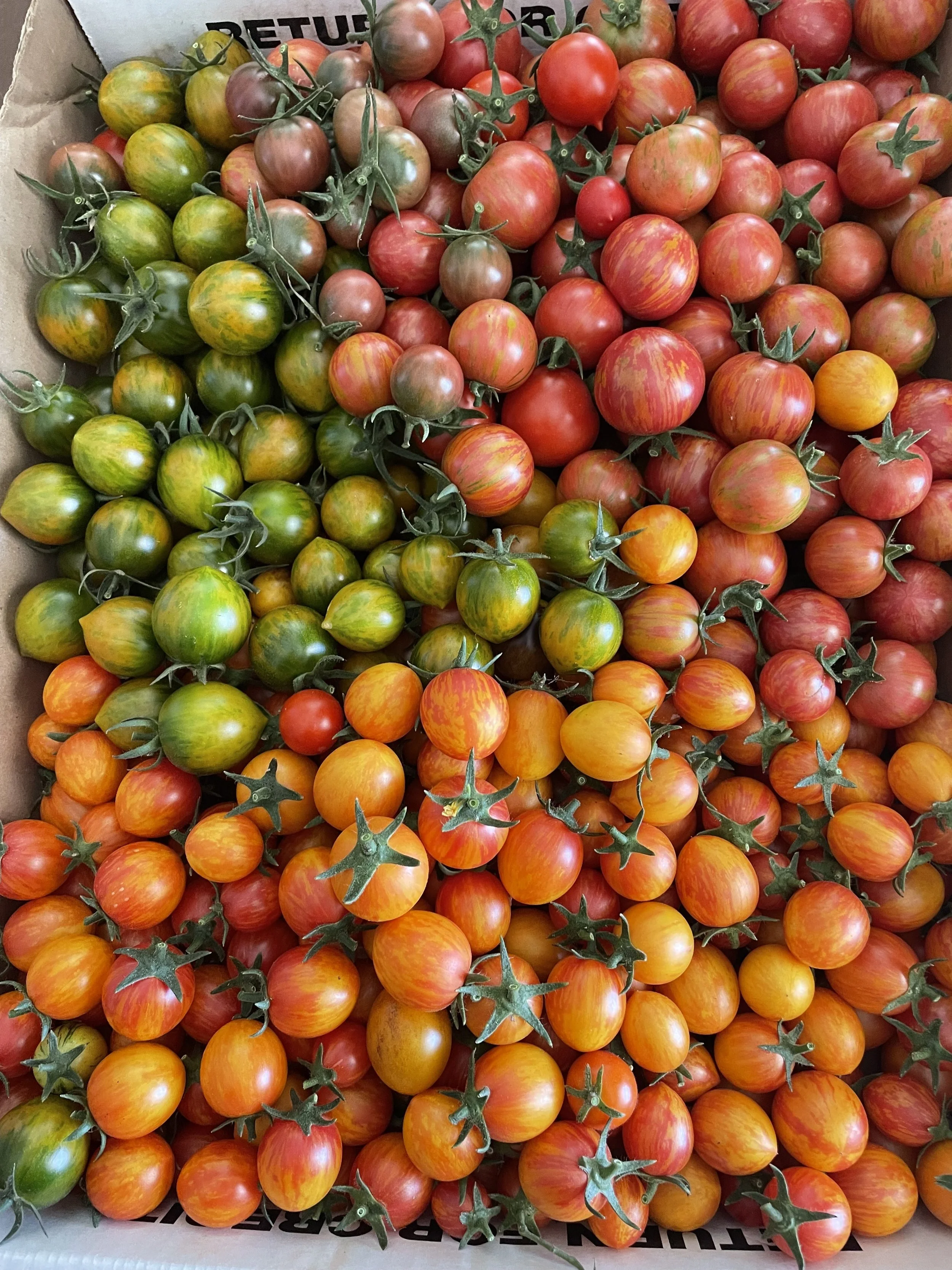 A close-up of a variety of cherry tomatoes in different colors, including green, red, orange, and yellow, arranged in a cardboard box.