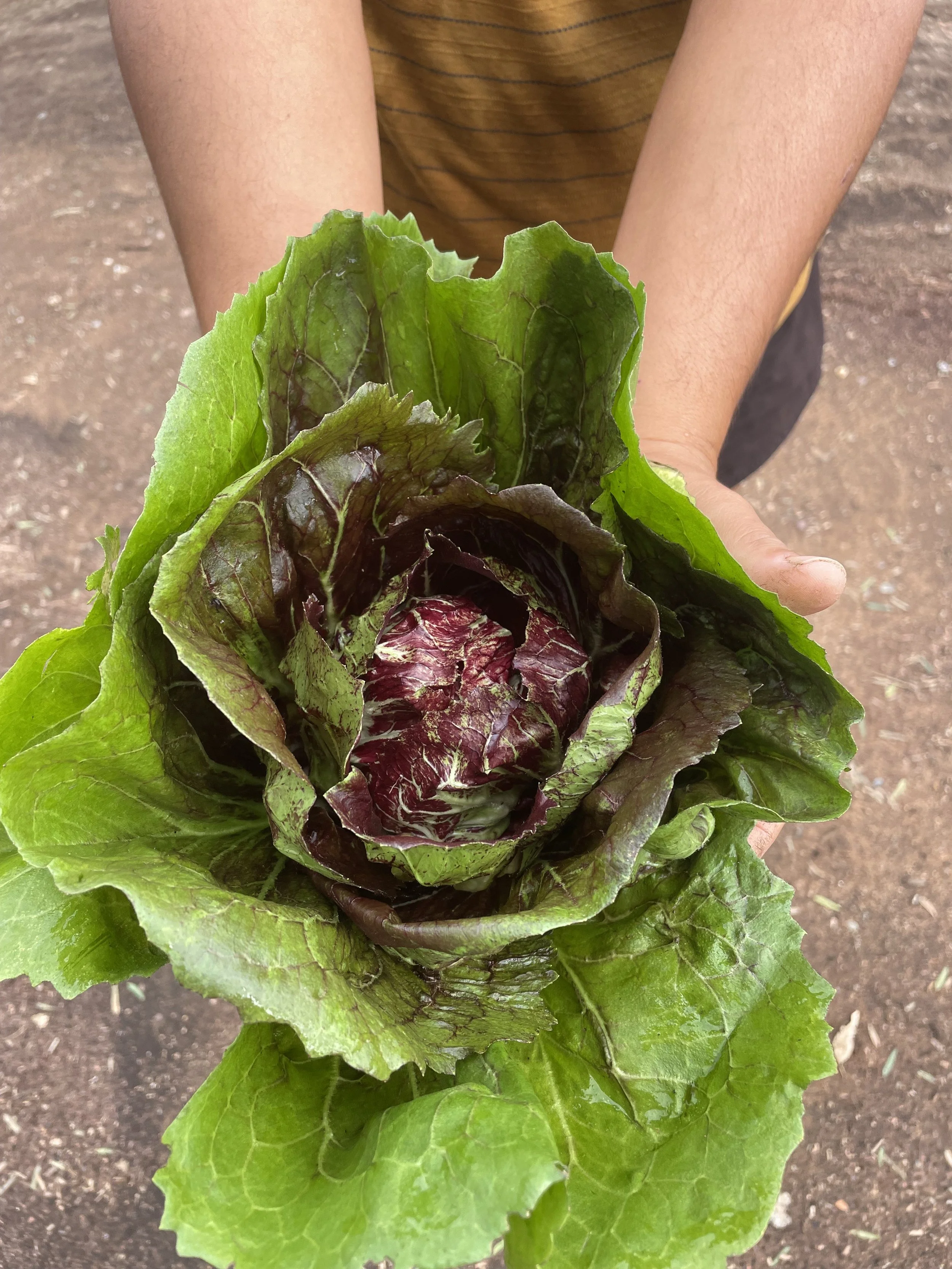 Person holding a head of red and green lettuce.