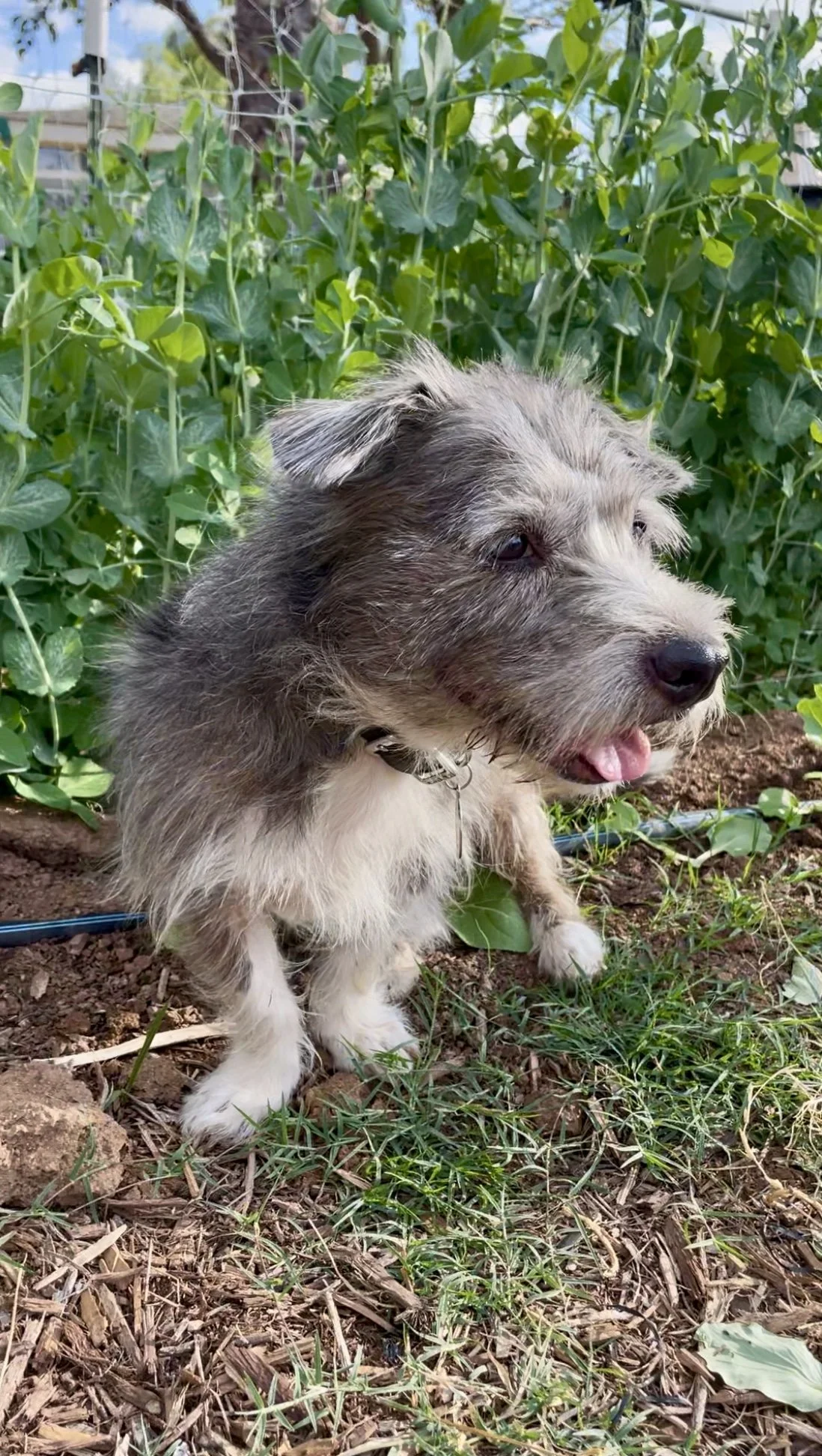 A small, fluffy puppy with gray, white, and black fur outdoors on a patch of dirt and grass, surrounded by green vegetables on Kind Folk Farm in San Diego.