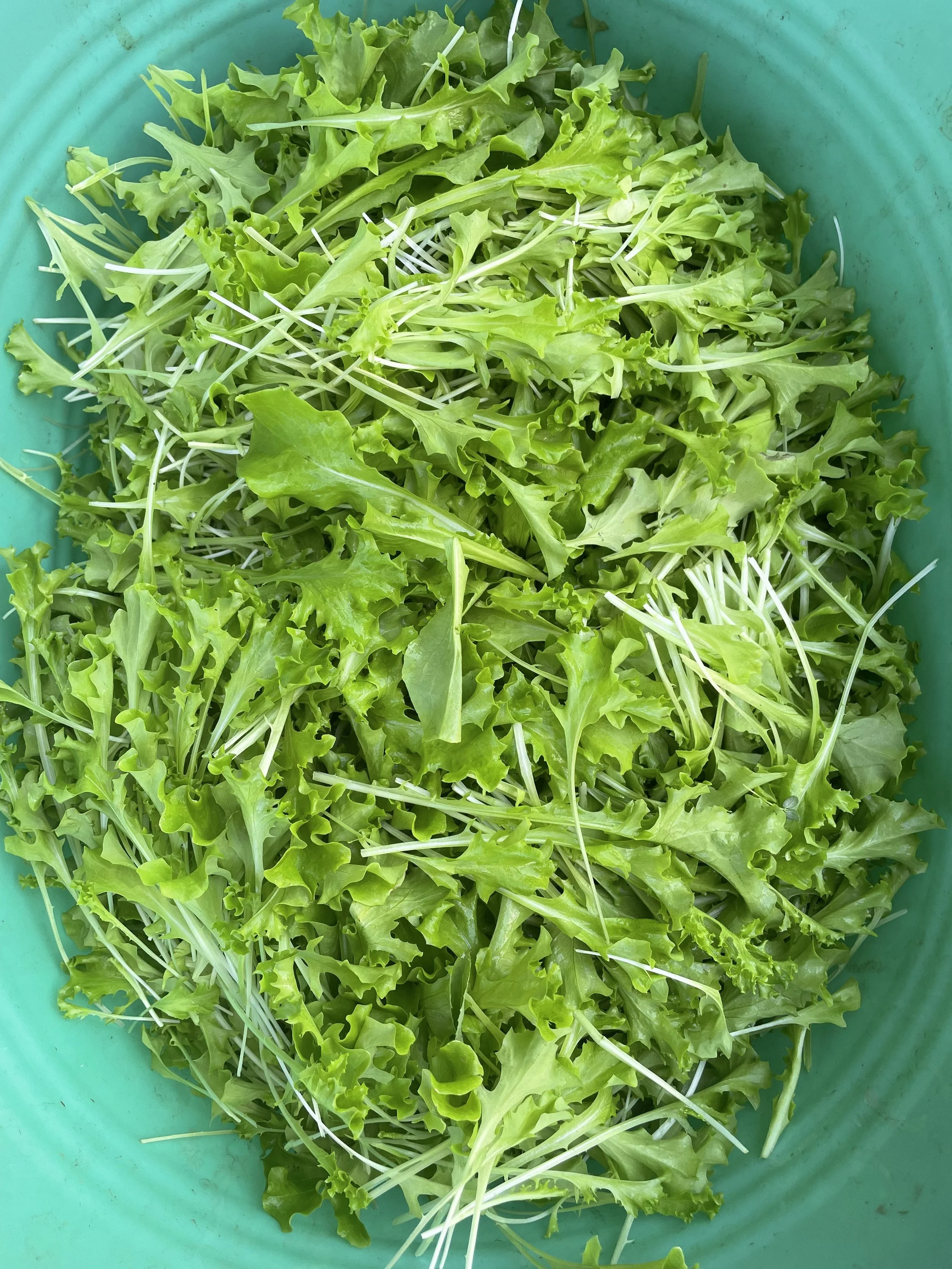 Fresh green leafy lettuce and microgreens in a blue-green bowl from Kind Folk Farm's CSA.