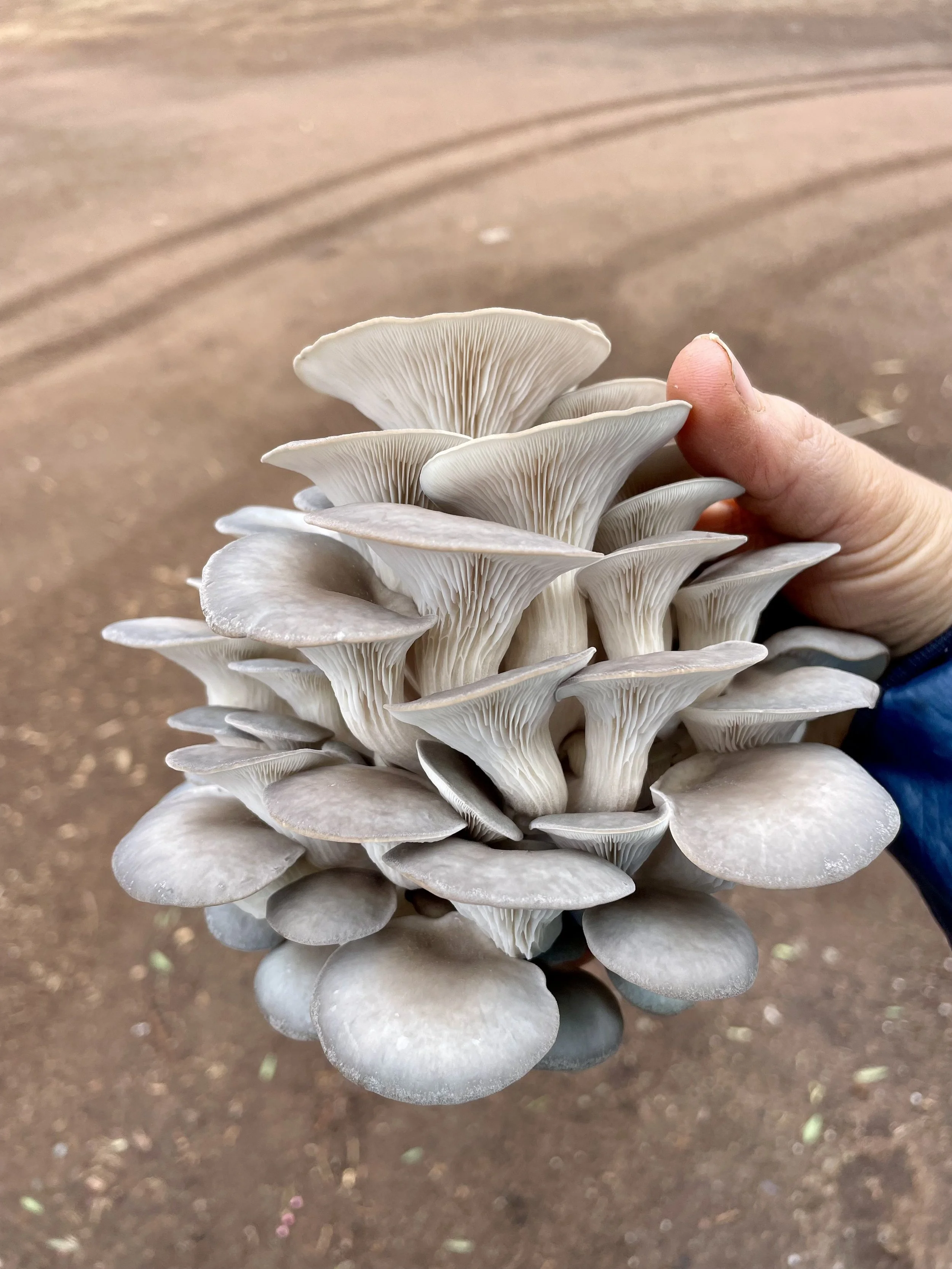 A person holding a cluster of large oyster mushrooms in their hand, with a dirt ground background from Kind Folk Farm's CSA.