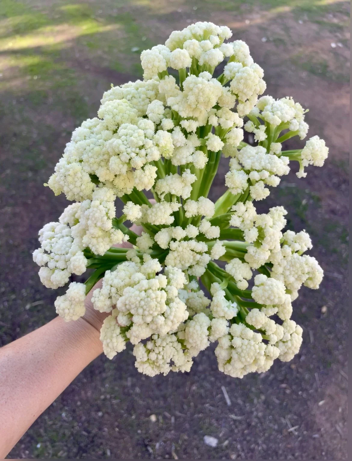 A hand holding a bunch of white, clustered cauliflower with a dirt and grass background from Kind Folk Farm's CSA.