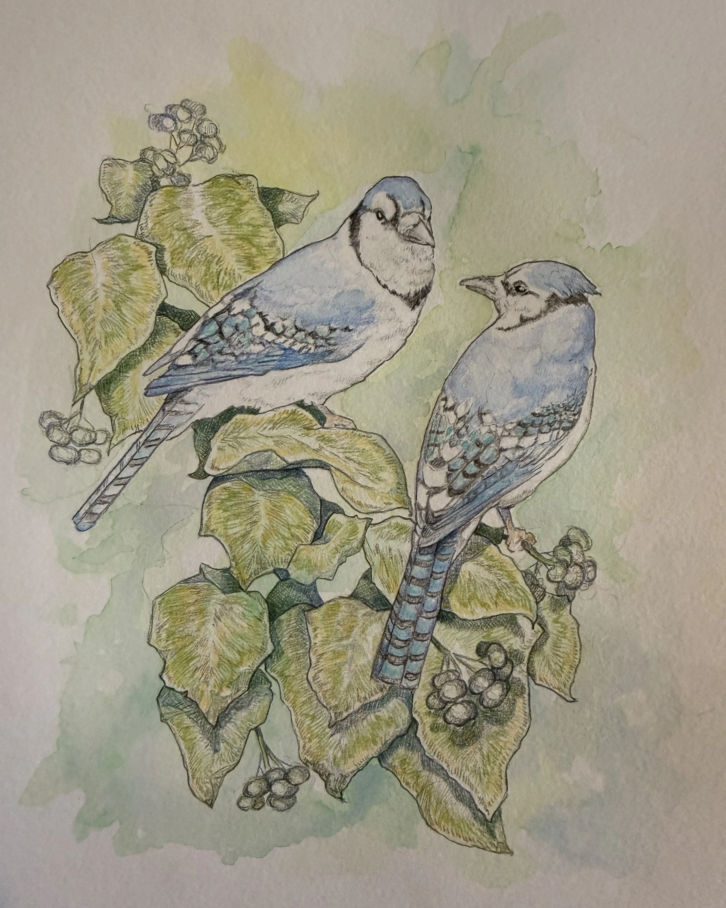 Ivy and Blue (Coming Soon)