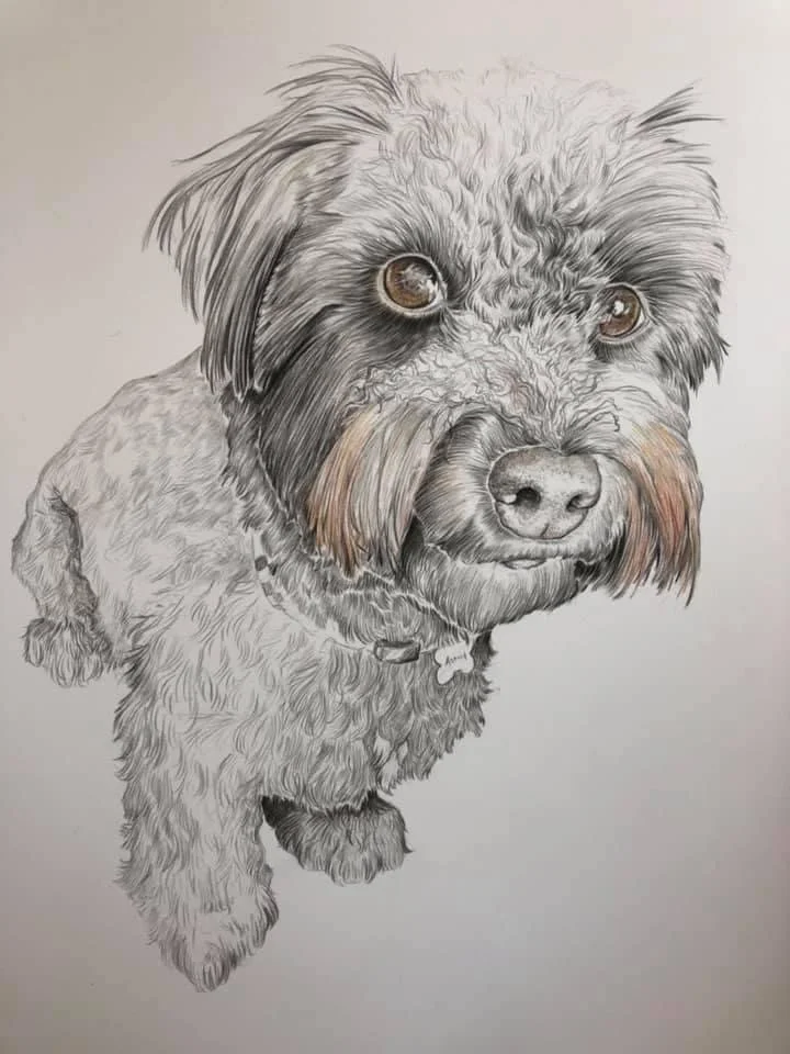Pet Portrait Commissions