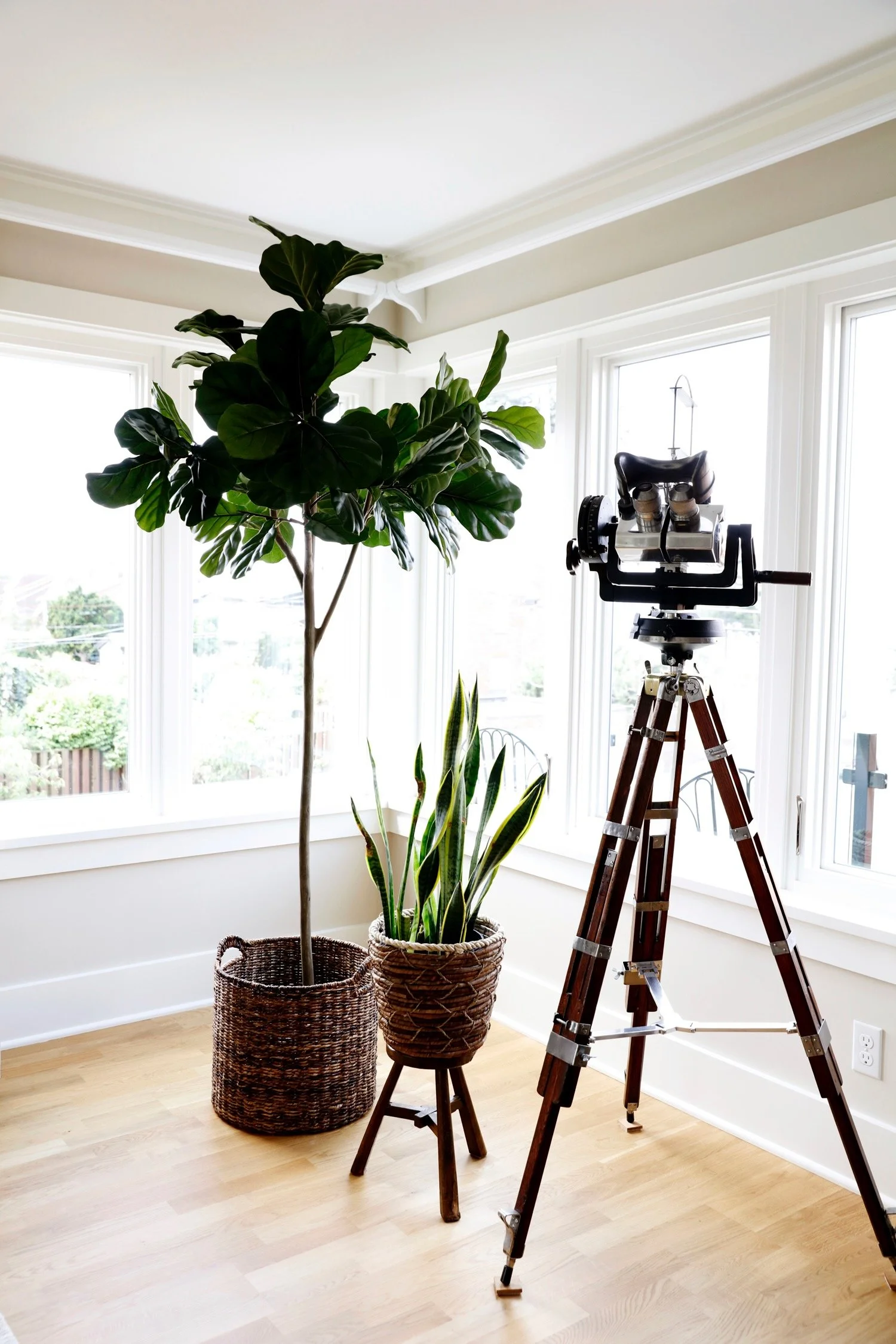Indoor room with three potted plants of different sizes and styles placed on the floor and a small table. A large photographic tripod is set up next to the plants, pointing toward a window.